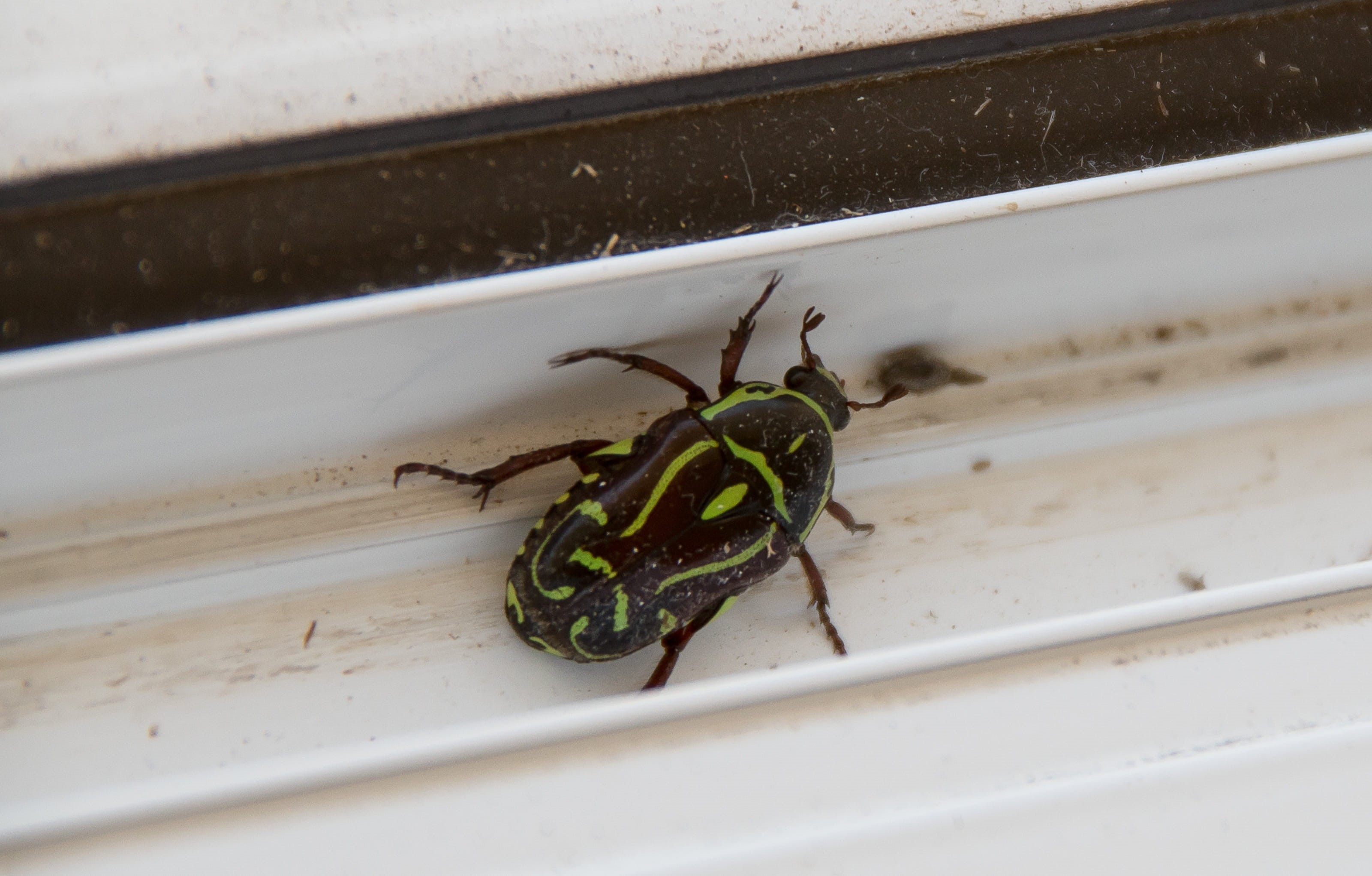 animals in the wild, fiddler beetle, green color, day, arthropod, animal themes, 2K, focus on foreground, australia, one animal, wall - building feature, HD Wallpaper