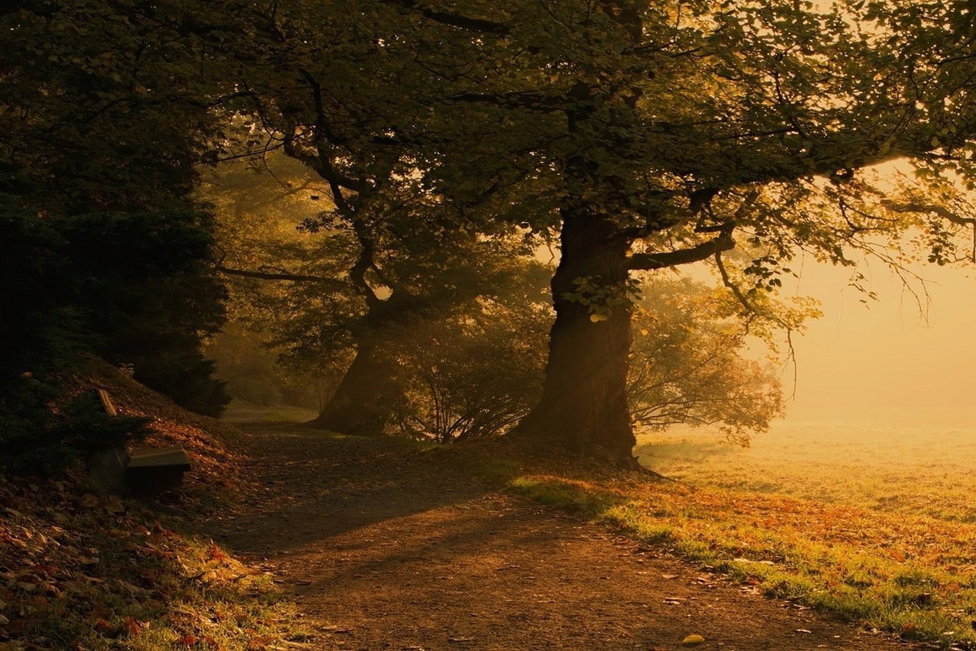 scenics - nature, summer, lush Foliage, multi Colored, tree trunk, growth, sunlight, landscape, park, branch, park - Man Made Space, shrubs, gold Colored, HD Wallpaper