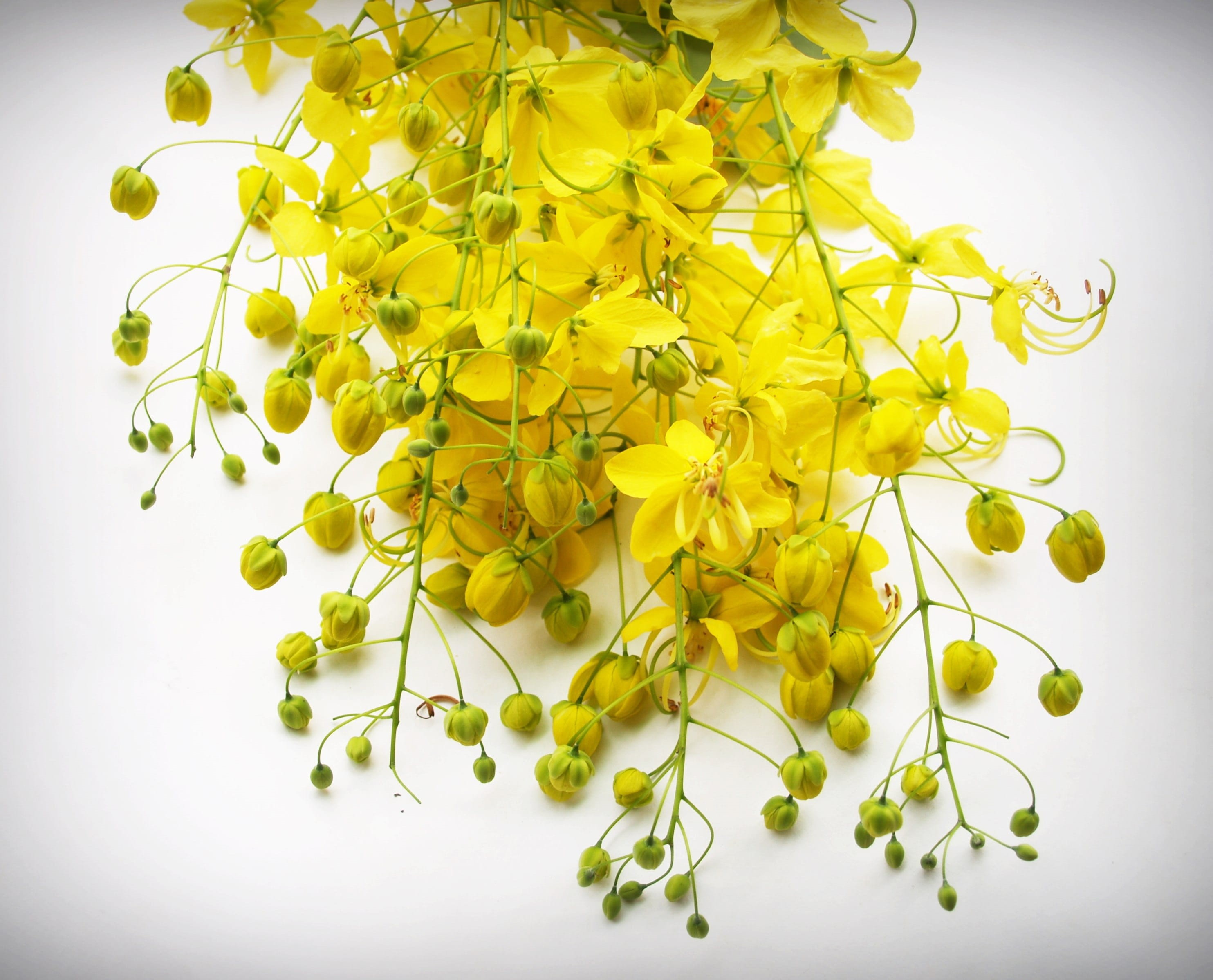 large group of objects, indoors, healthcare and medicine, green, laburnum, bloom, perennials, wellbeing, many, gold, blooming, white background, colorful, HD Wallpaper