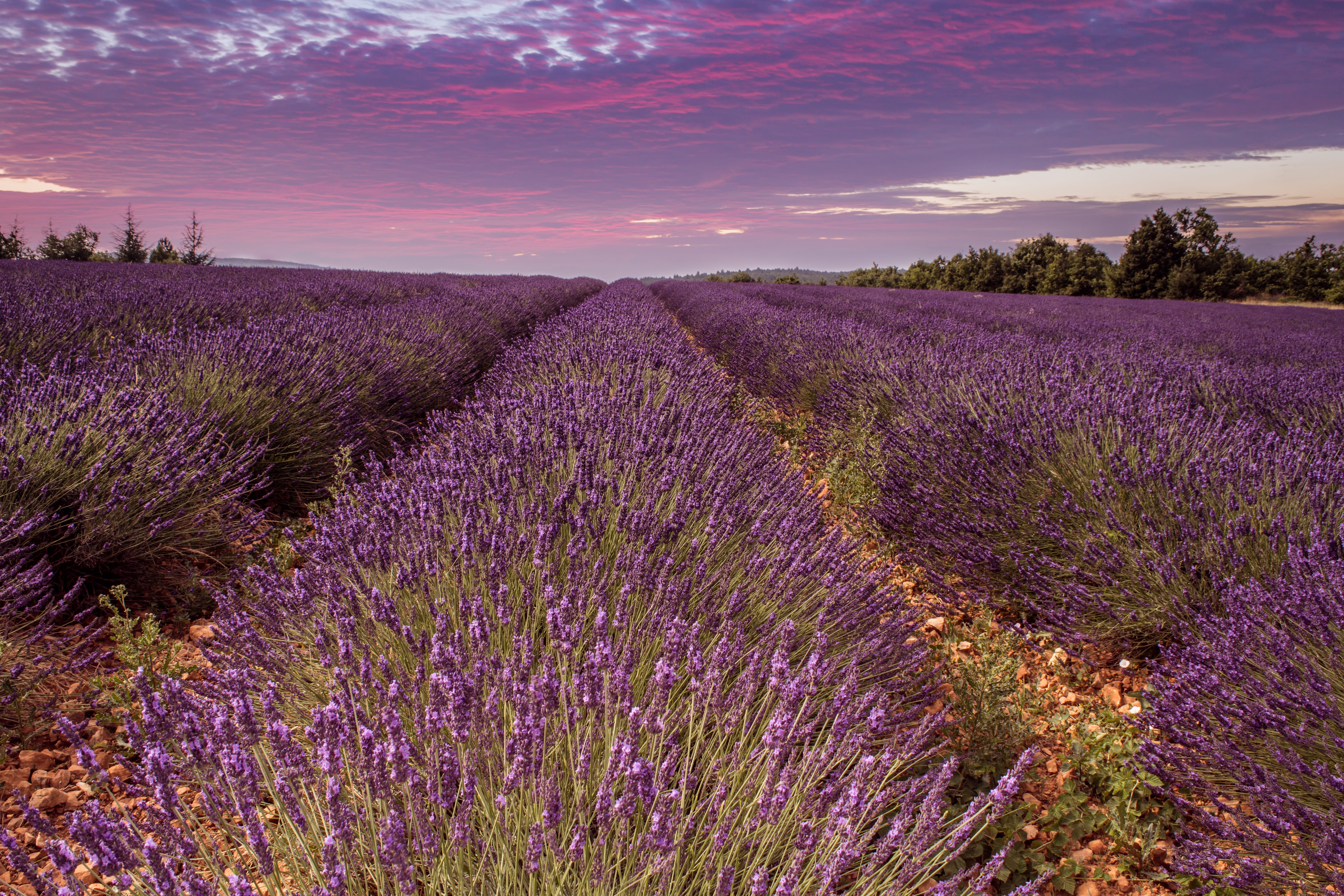 rural Scene, beauty In Nature, field, 5K, lavender, purple, bed, summer, plateau De Valensole, France, outdoors, plant, landscape photography, provence-Alpes-Cote dAzur, HD Wallpaper