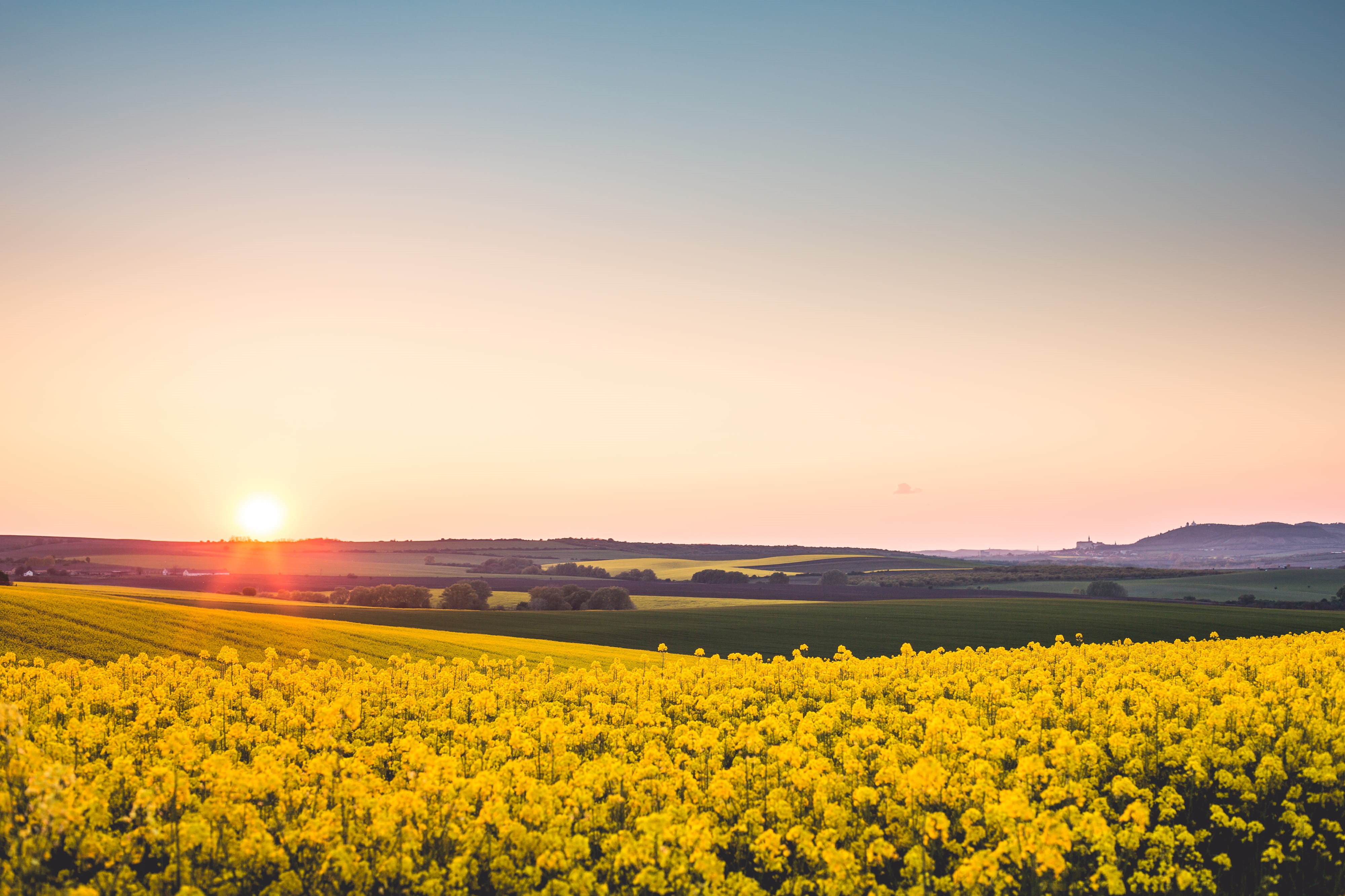tranquil scene, crop, blue, snail, 4K, idyllic, meadow, fields, beauty In Nature, sun, Yellow, sunrise, sunny, Rapeseed, springtime, scenics, scenics - nature, HD Wallpaper