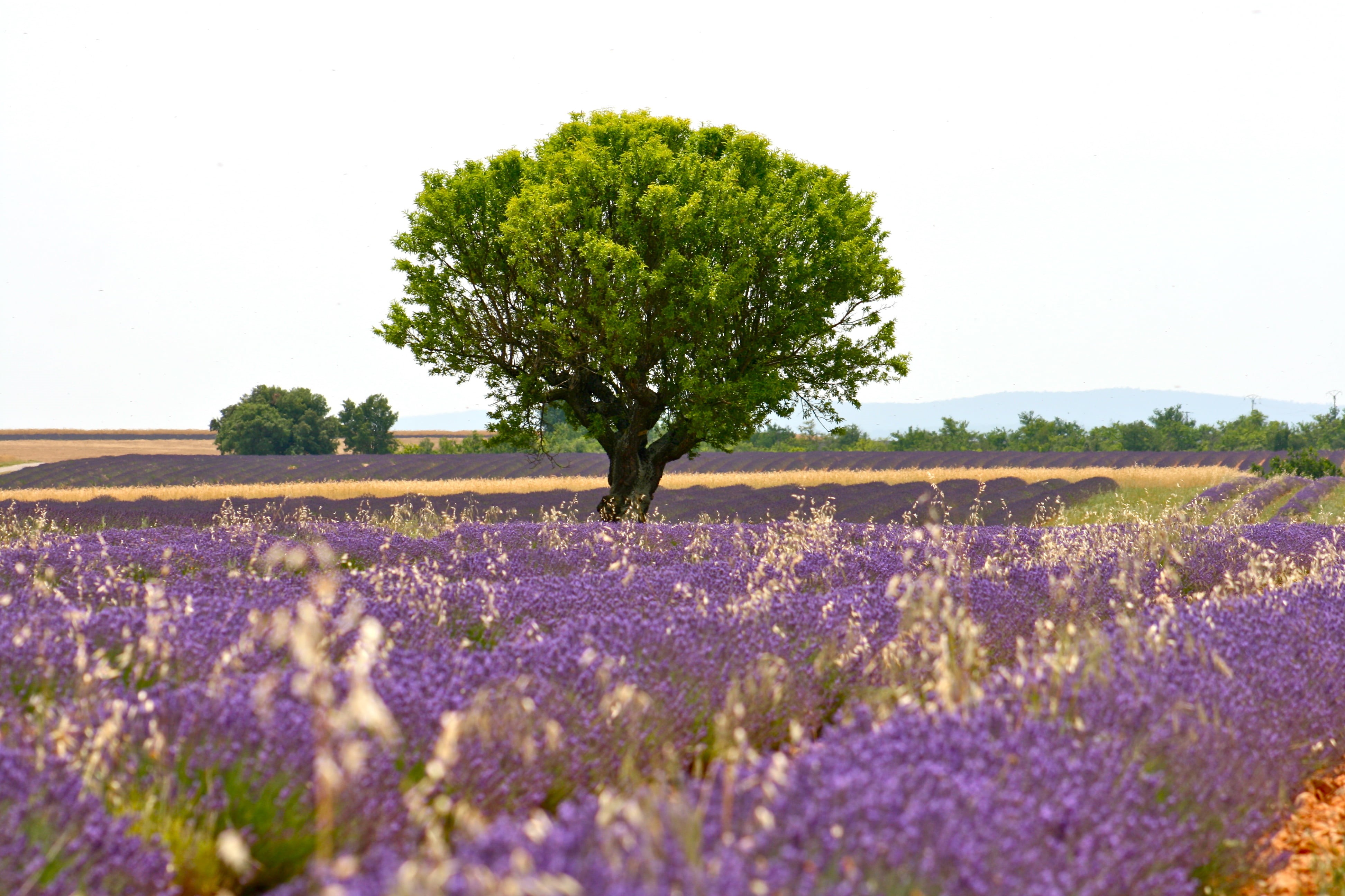 rural Scene, outdoors, provence-Alpes-Cote dAzur, landscape photography, blue, Champs, purple flower, Azur, photography, flower, purple, beauty In Nature, HD Wallpaper