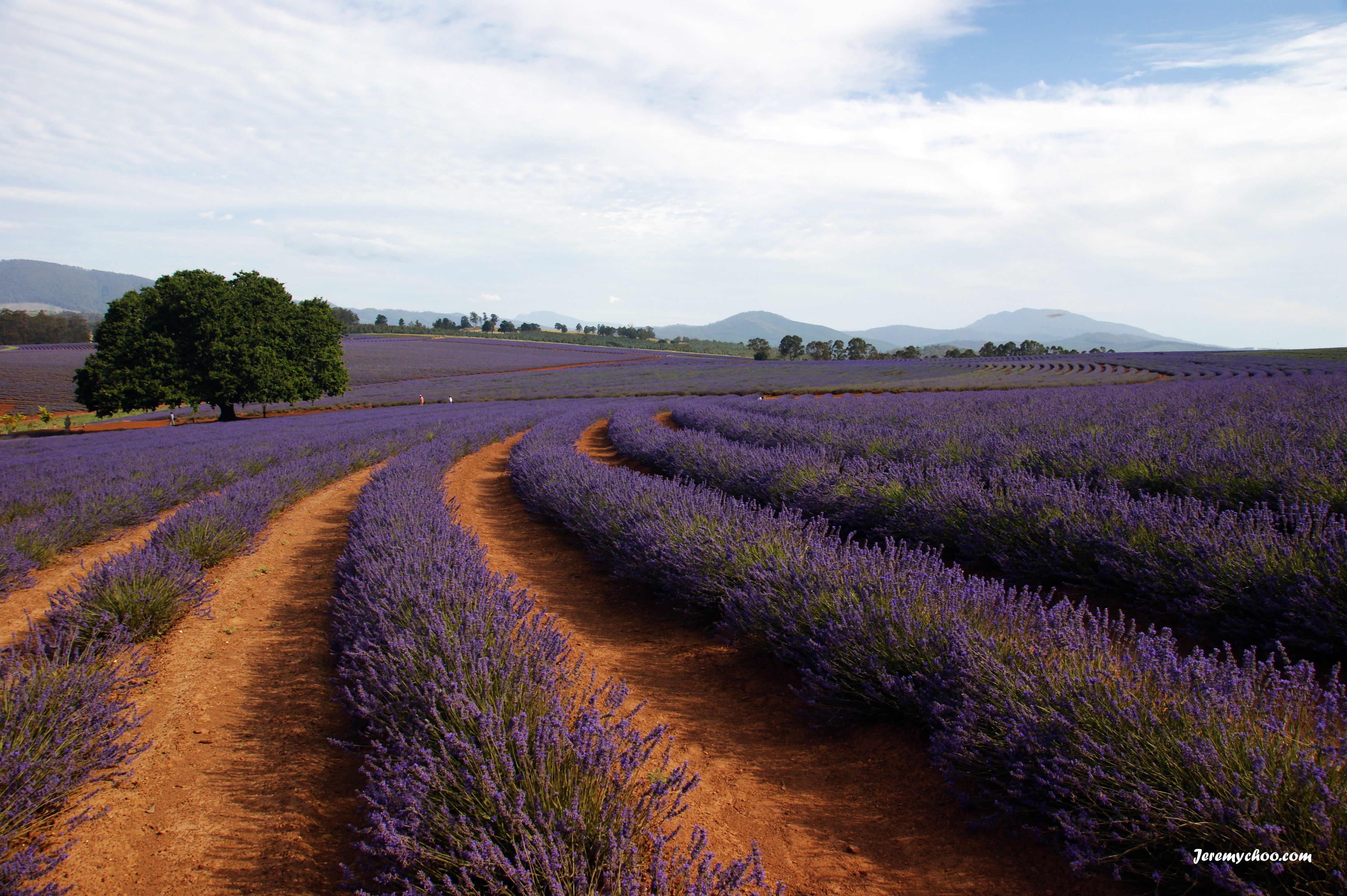 landscaped, plant, purple, blue, provence-Alpes-Cote dAzur, outdoors, summer, flower fields, scented, scenics, nature, lavender Coloured, field, 4K, farm, HD Wallpaper
