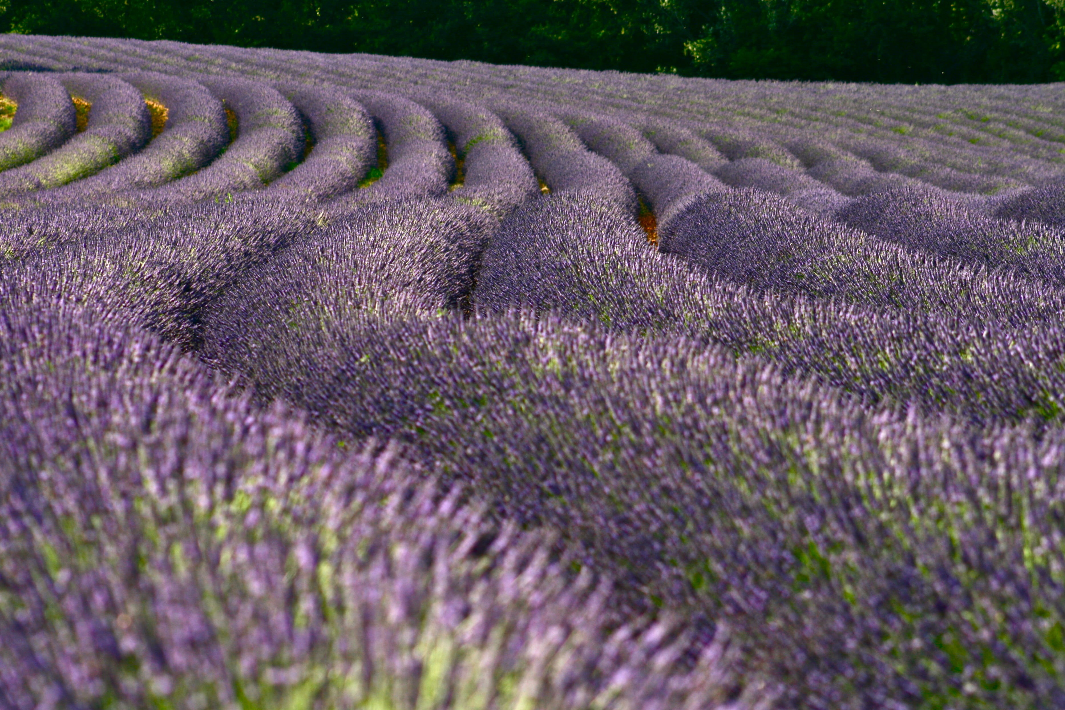 rural Scene, Fields, field, farm, Azur, Feld, purple, flowers, blue, provence-Alpes-Cote dAzur, plant, nature, plateau De Valensole, Champs, Lavender, 2K, HD Wallpaper