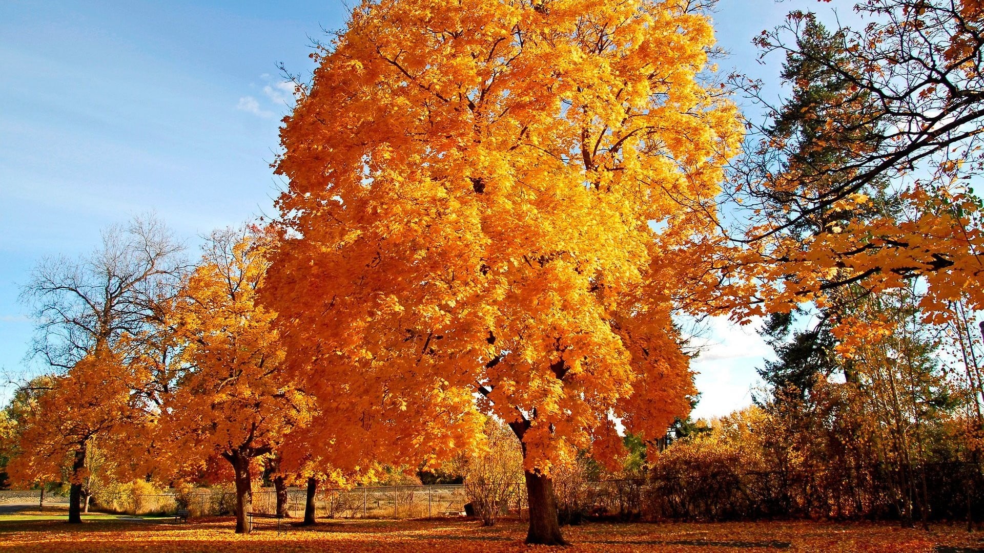 beauty in nature, outdoors, branch, park, change, no people, leaf, scenics - nature, autumn, sky, maple, day, plant, trees, plant part, tree, land, nature, HD Wallpaper