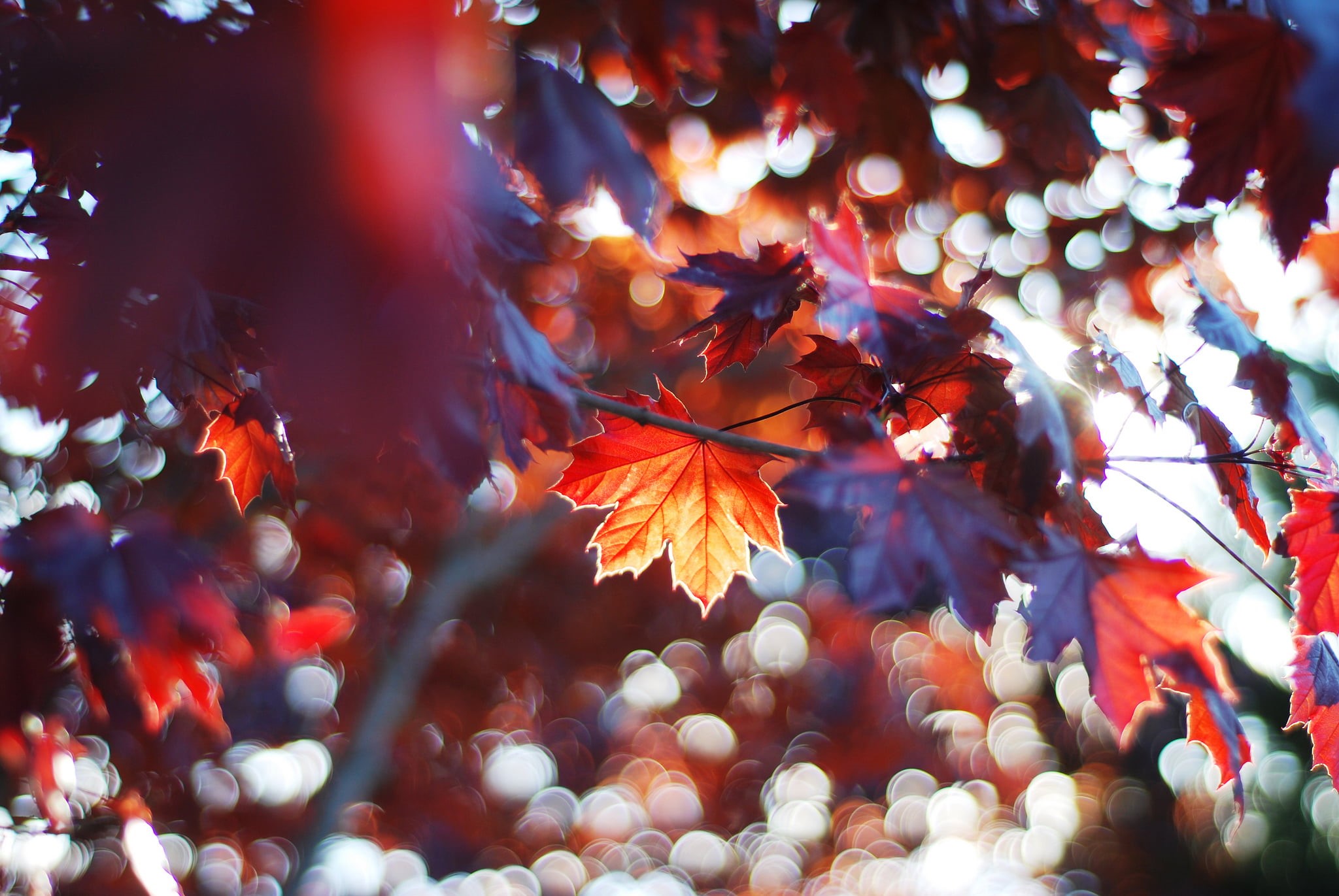 plant part, autumn collection, natural condition, no People, close-up, fall, photo, bright, backgrounds, light - Natural Phenomenon, defocused, beauty In Nature, HD Wallpaper