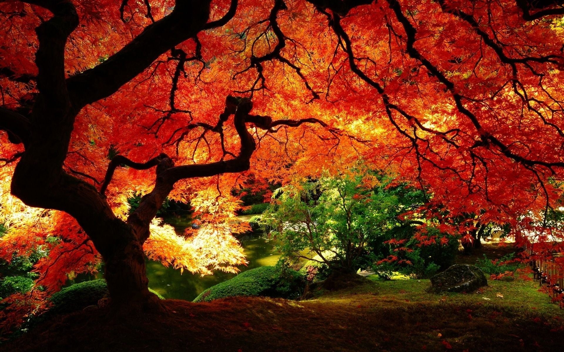 growth, red, 1080P, outdoors, tranquility, plant, branch, maple, beauty in nature, fall, river, trunk, autumn, change, tree, scenics - nature, park, tree trunk, HD Wallpaper