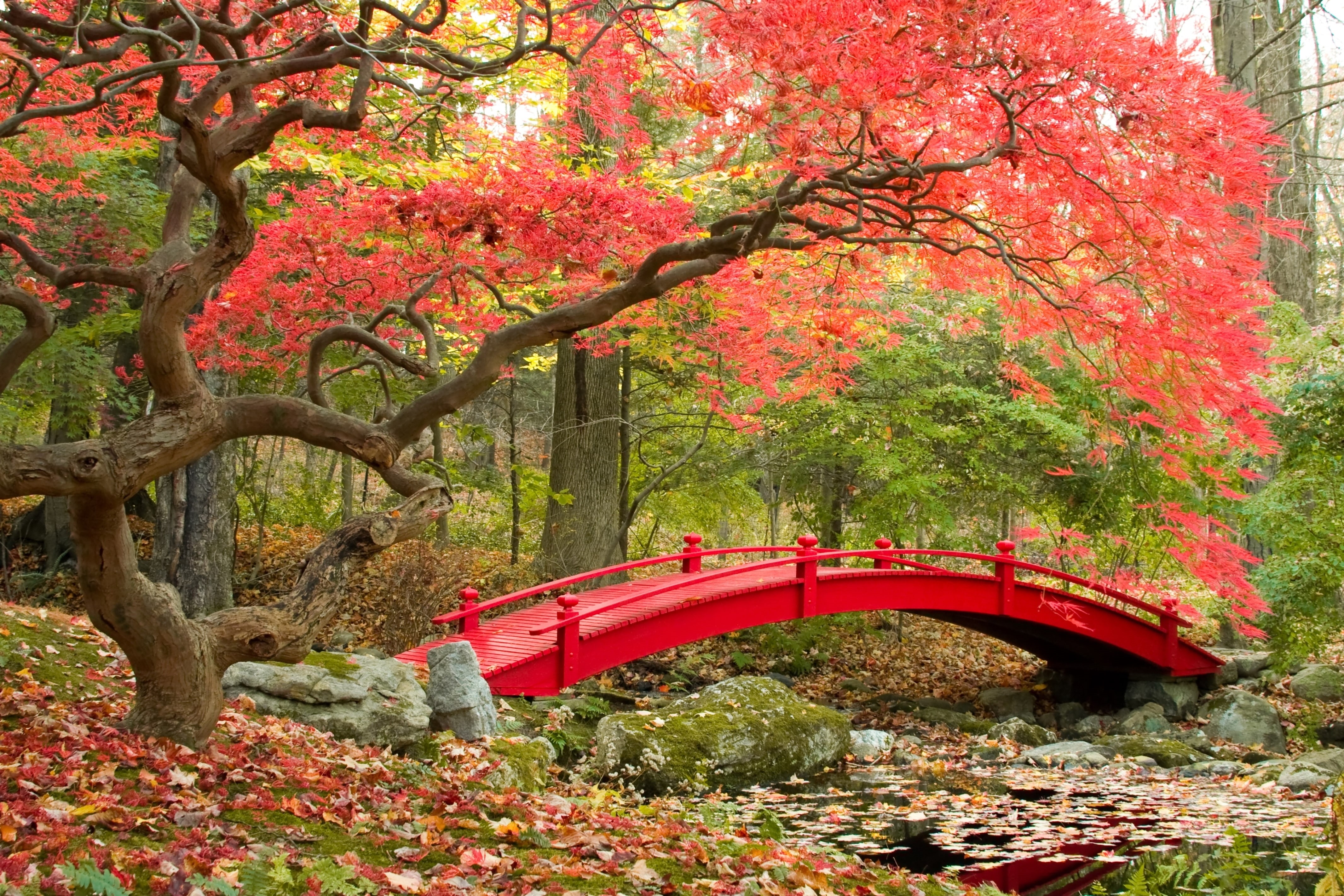 Maple trees, Japanese Garden, 4K, 4K, Autumn, HD Wallpaper