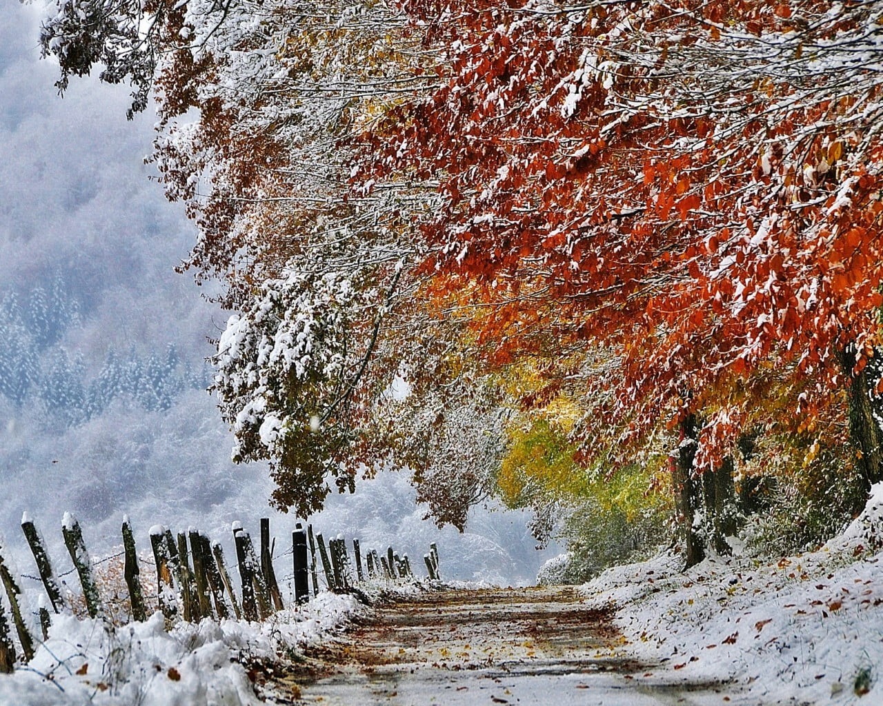 plant, no people, nature, tranquility, tree, trees, maple, change, water, outdoors, snow, 720P, ice, tranquil scene, non-urban scene, growth, scenics - nature, HD Wallpaper