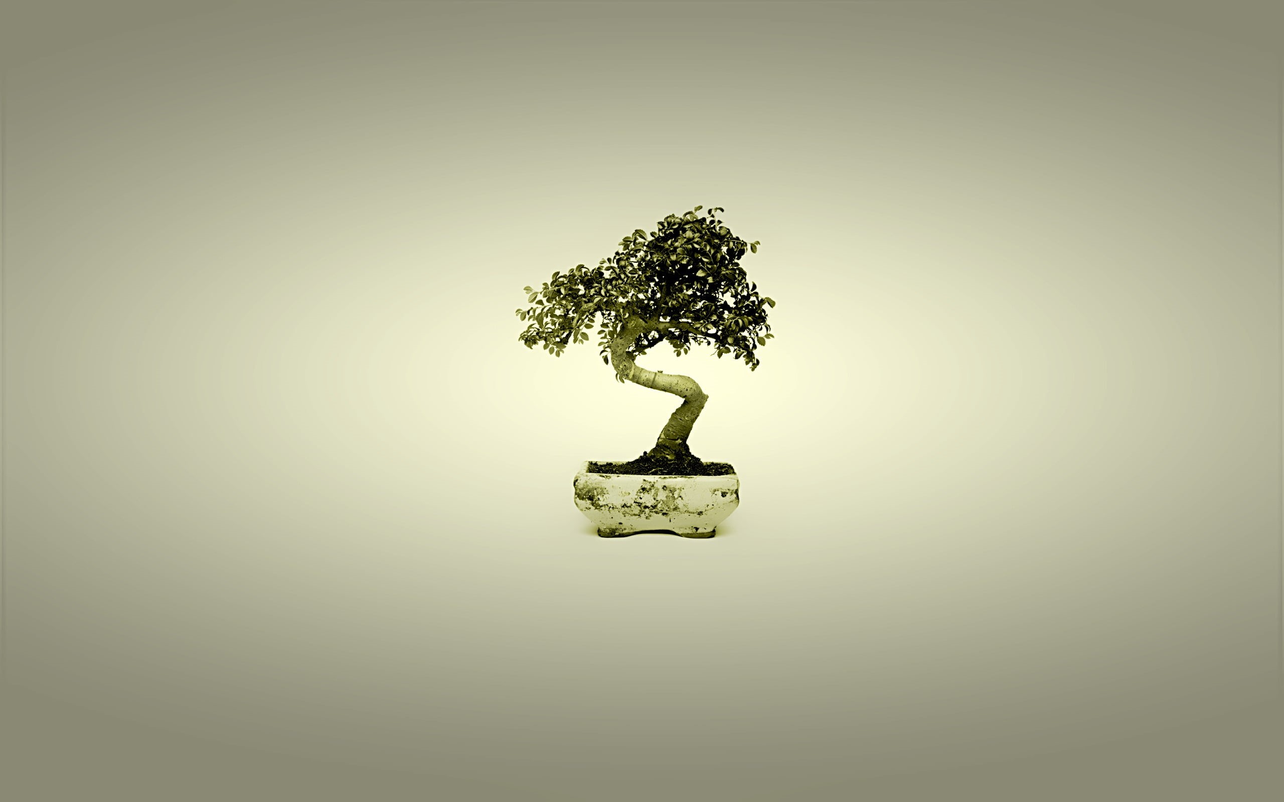 cut out, minimalism, green, backgrounds, tree, grass, finance, no people, vignette, creativity, colored background, studio shot, forest, nature, bonsai, HD Wallpaper