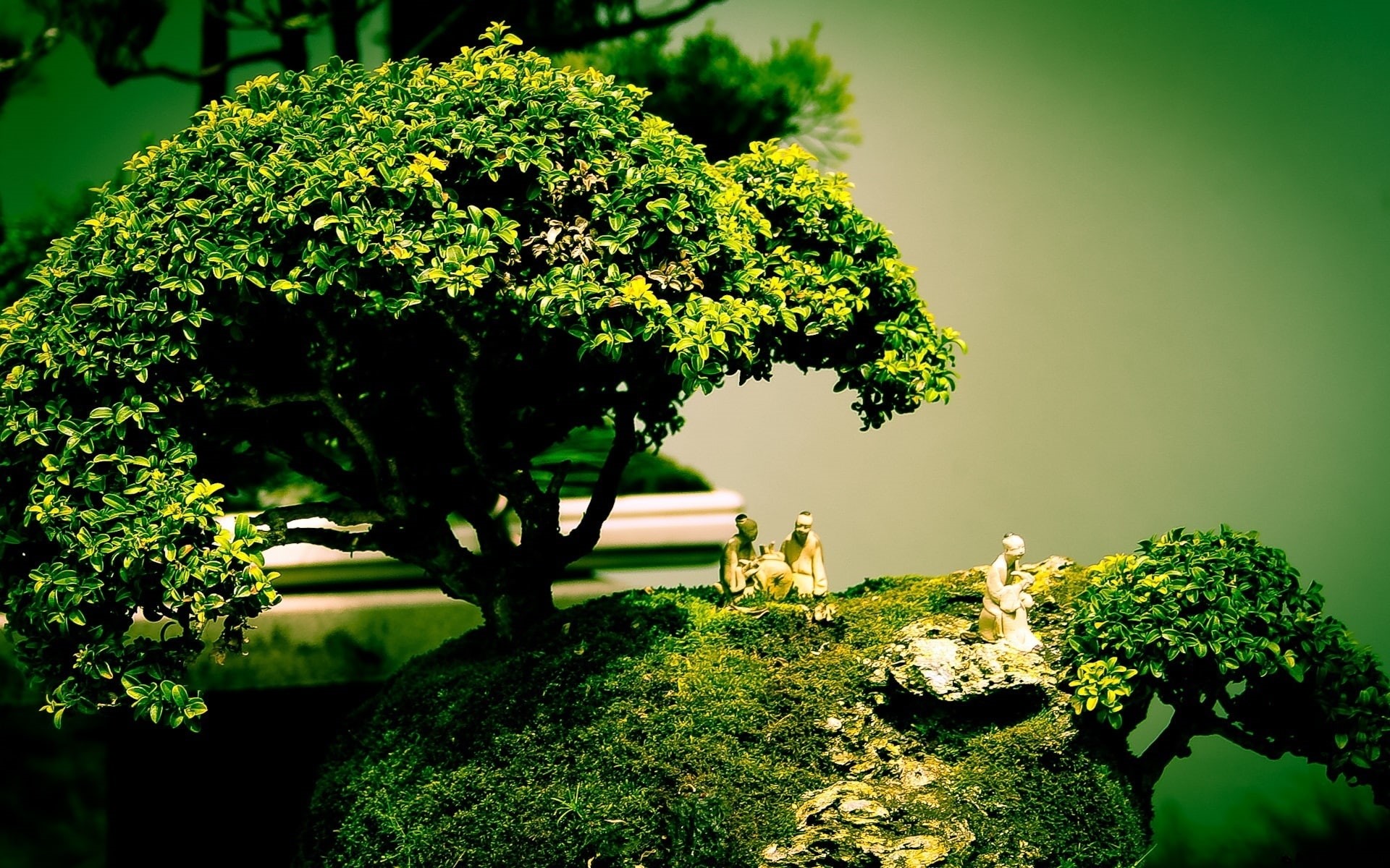 Bonsai, composition, Art, Tree, shape, 1080P, HD Wallpaper