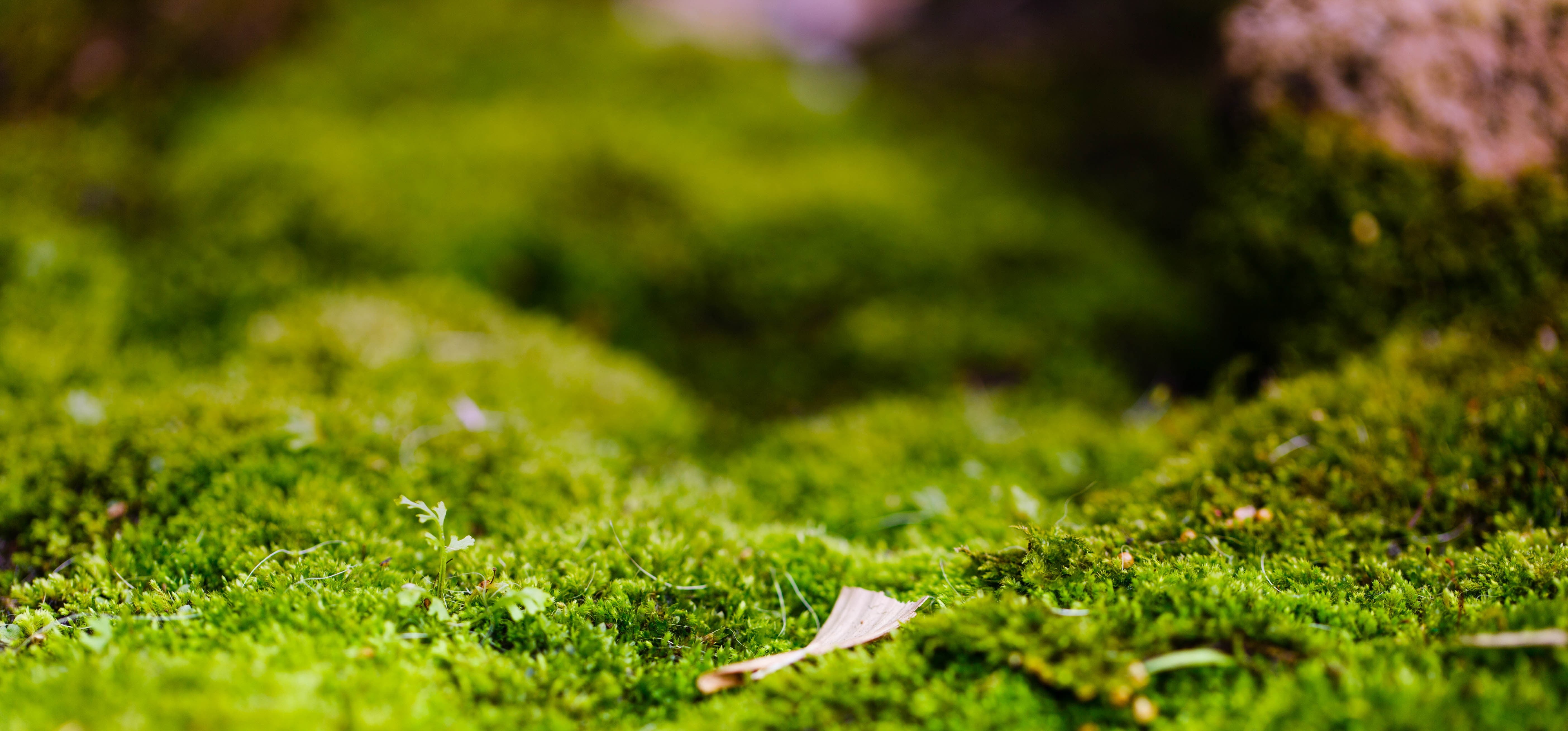depth of field, selective focus, no people, full frame, foliage, closeup, environment, field, nature, 5K, lush foliage, day, photography, tranquility, HD Wallpaper