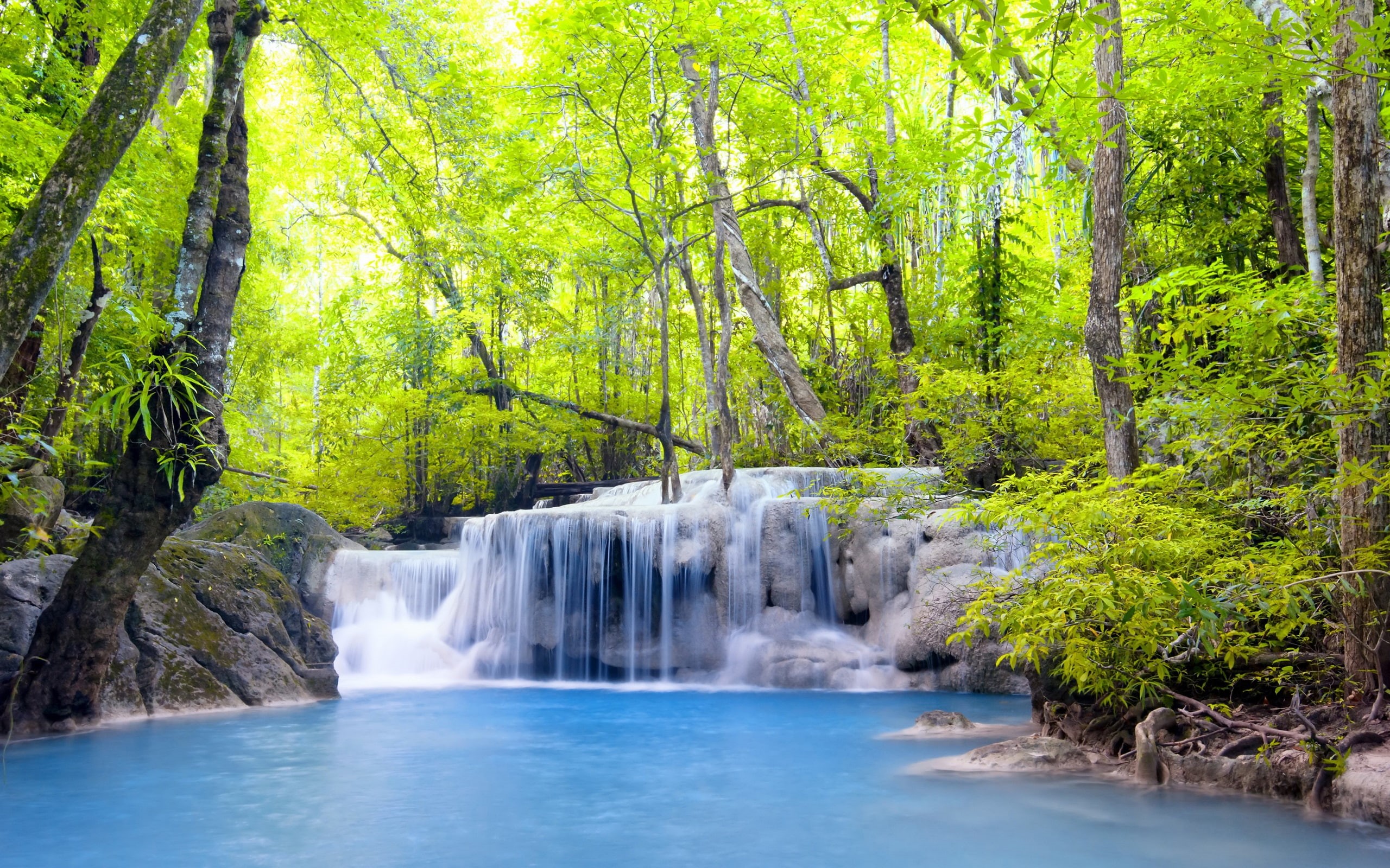 Forest, green, Trees, 2K, Summer, River, Waterfalls, tree, leafed, HD Wallpaper