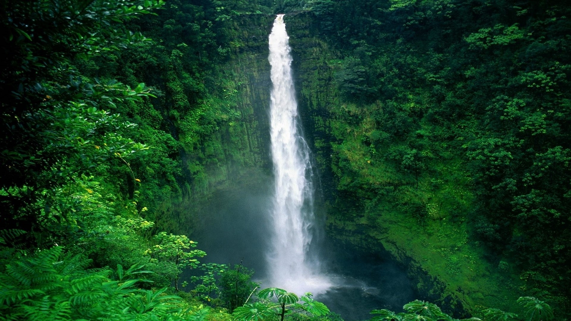 jungle, waterfall, 1080P, nature, hd, forest, HD Wallpaper