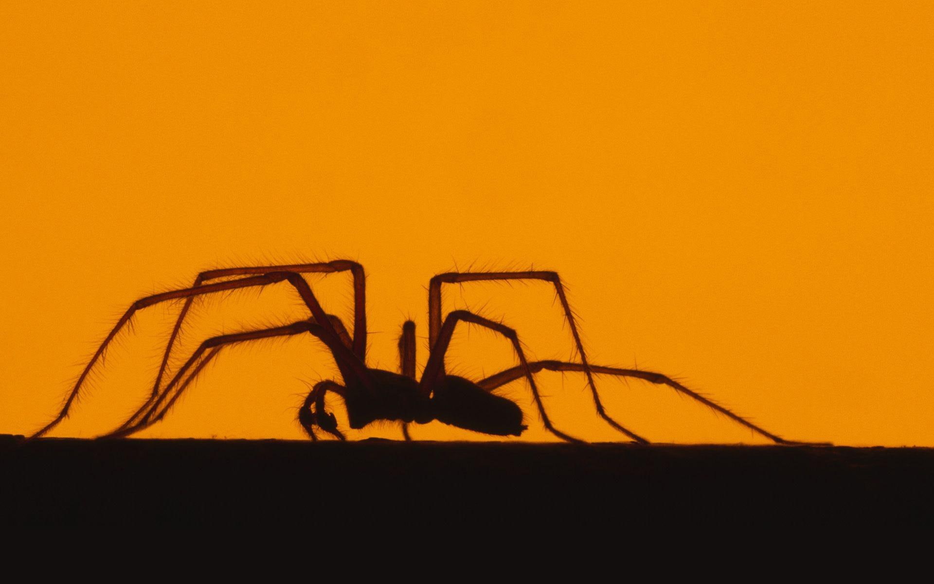 1080P, silhouette, animals, 1920x1200, spider, huntsman, HD Wallpaper