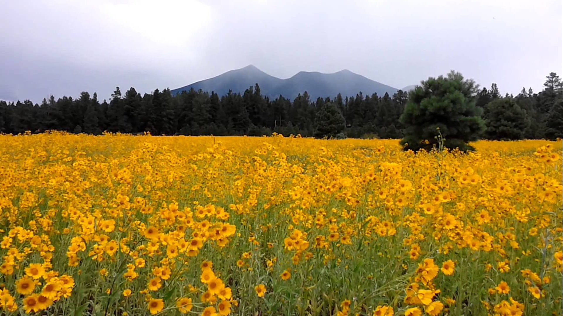 trees, 1080P, yellow, meadow, hd, flagstaff, mountains, arizona, pine, forest, summer, flowers, HD Wallpaper