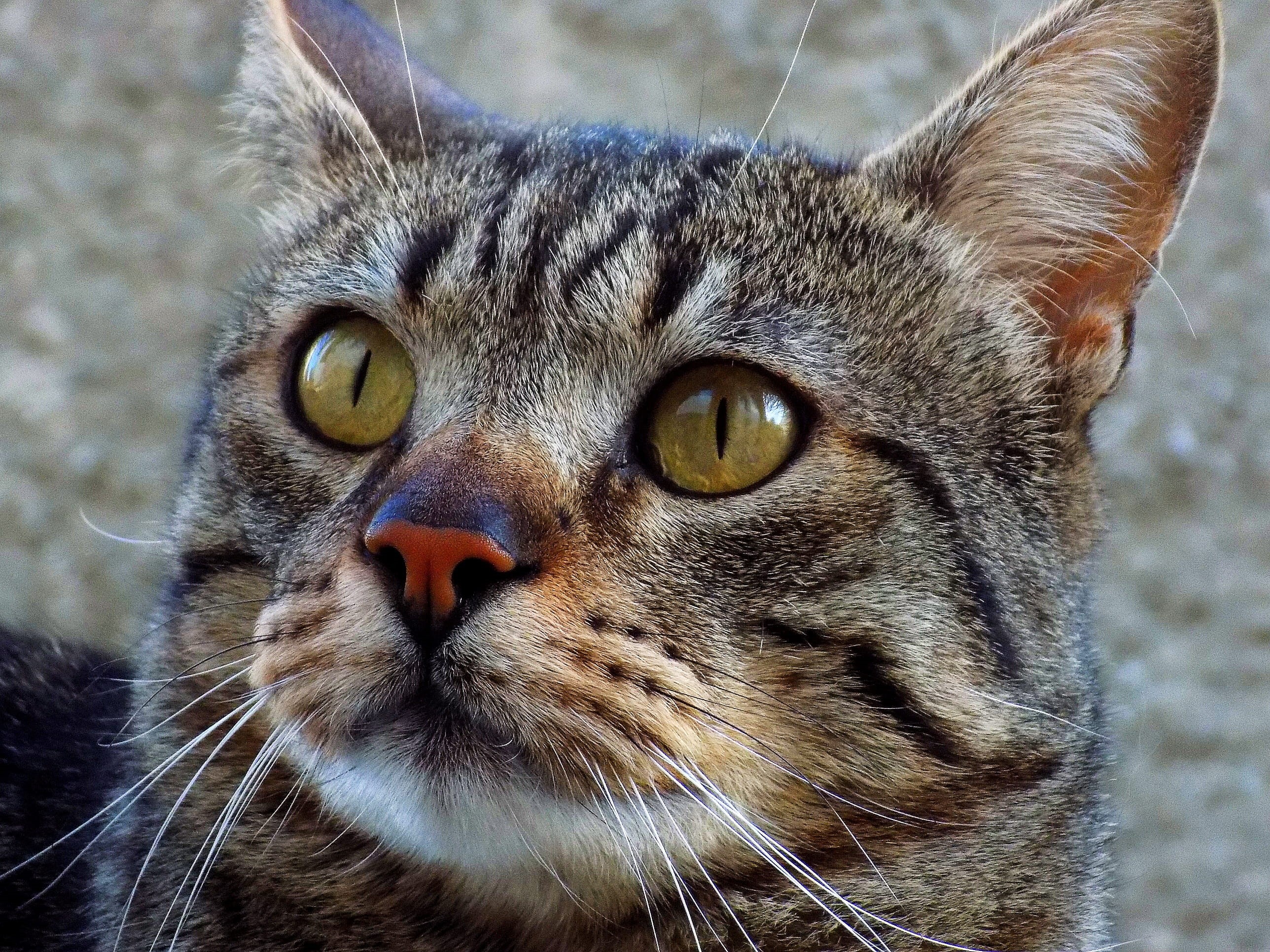 cat, animal themes, pets, feline, tabby, 2K, luciano katze, san carlos de bariloche, animal eye, eyes, animal body part, day, eye, snout, gato, animal, HD Wallpaper