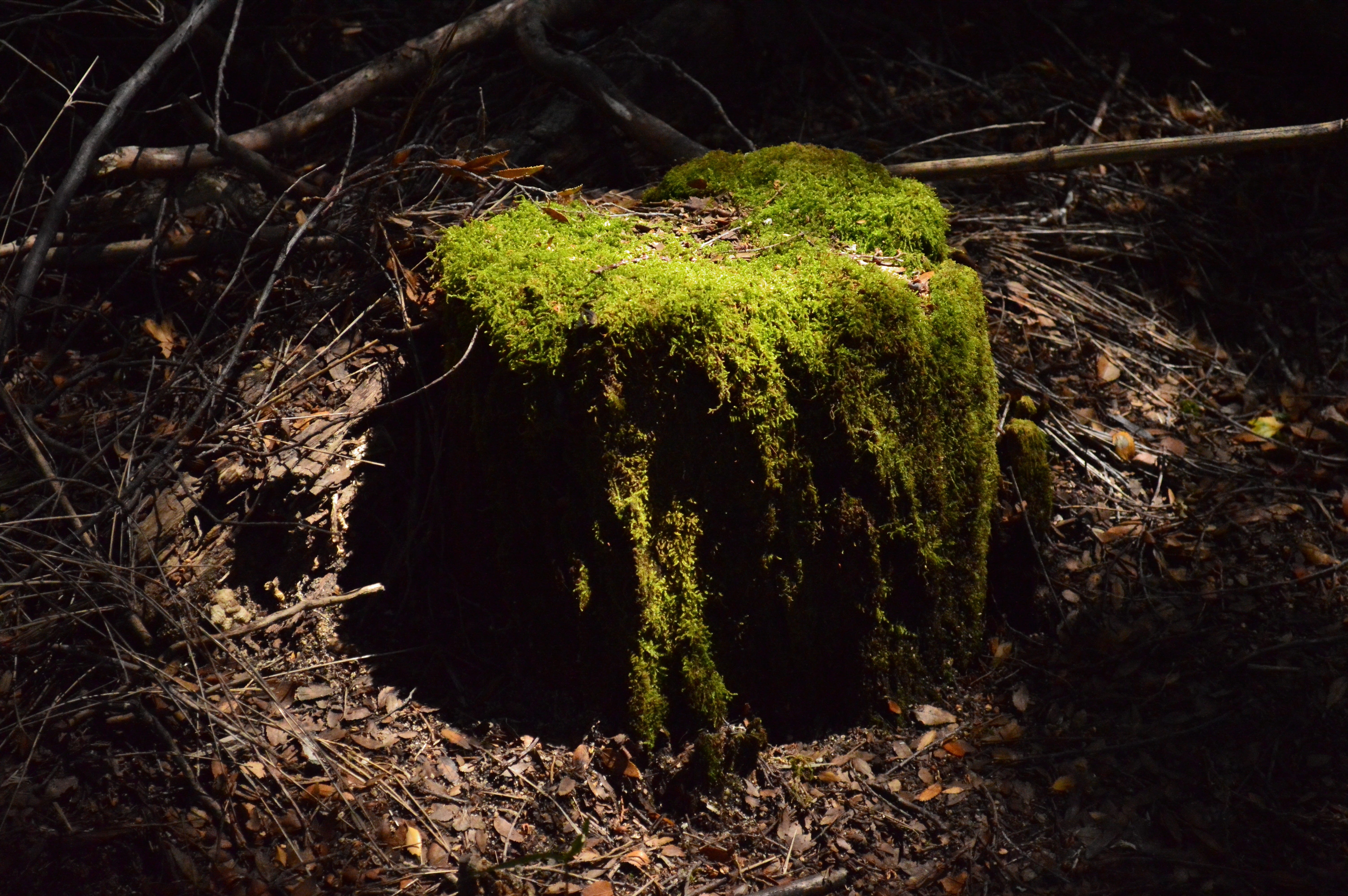 tree, land, plant part, photography, landscape, branch, growth, stick - plant part, mountains, moss, close-up, trees, shadows, night, no people, light, HD Wallpaper
