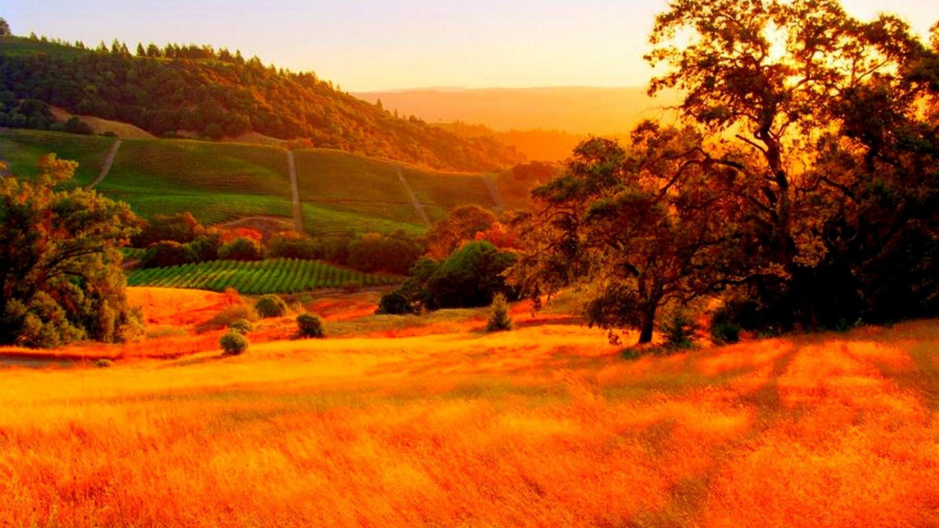 tree, grass, california, rural area, nature, no people, scenics - nature, landscape, meadow, sunset, rural scene, vegetation, rolling landscape, wine country, HD Wallpaper
