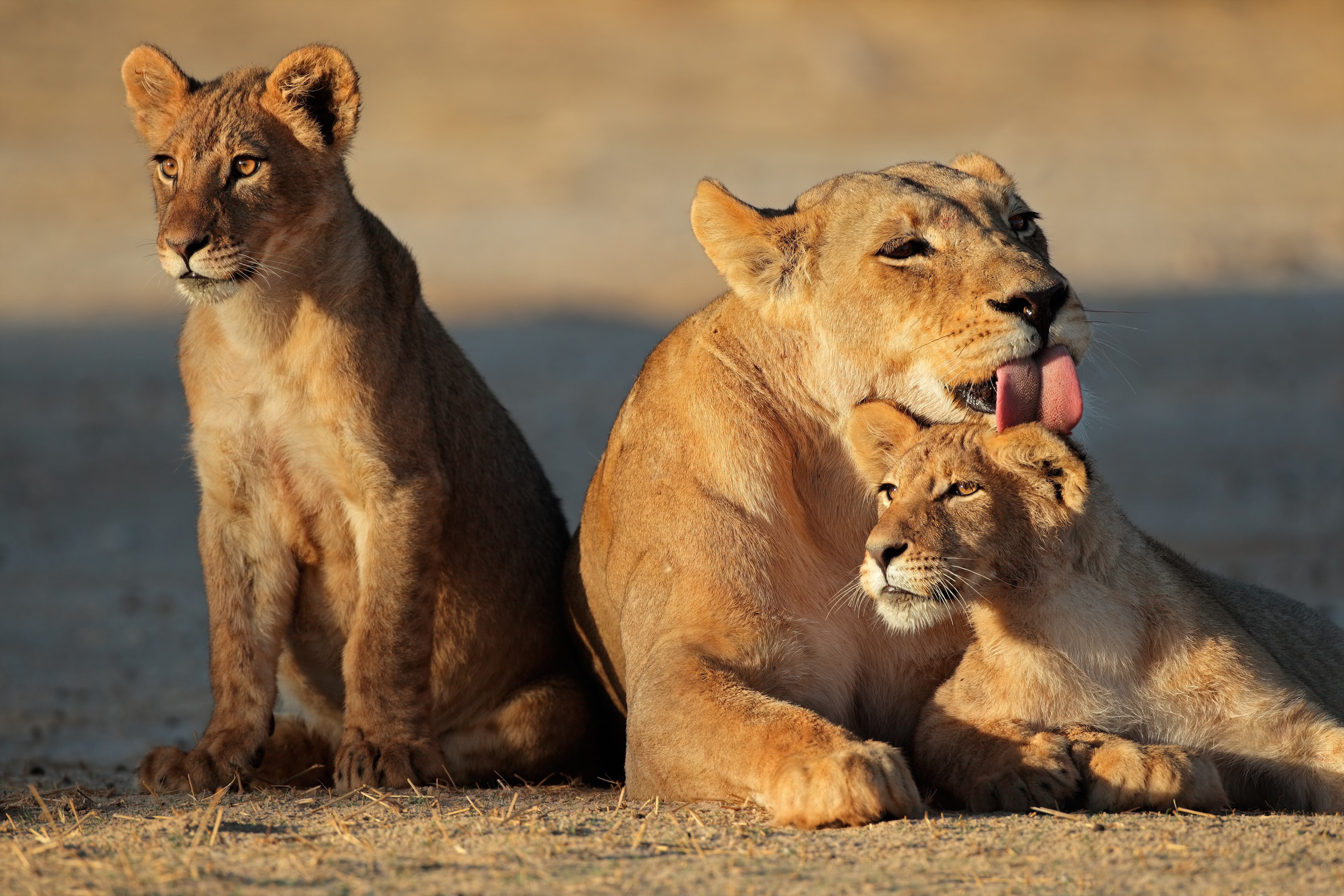 Cat, 4K, lioness, language, brown, lion cub, cub, lion cubs, washing, family, HD Wallpaper