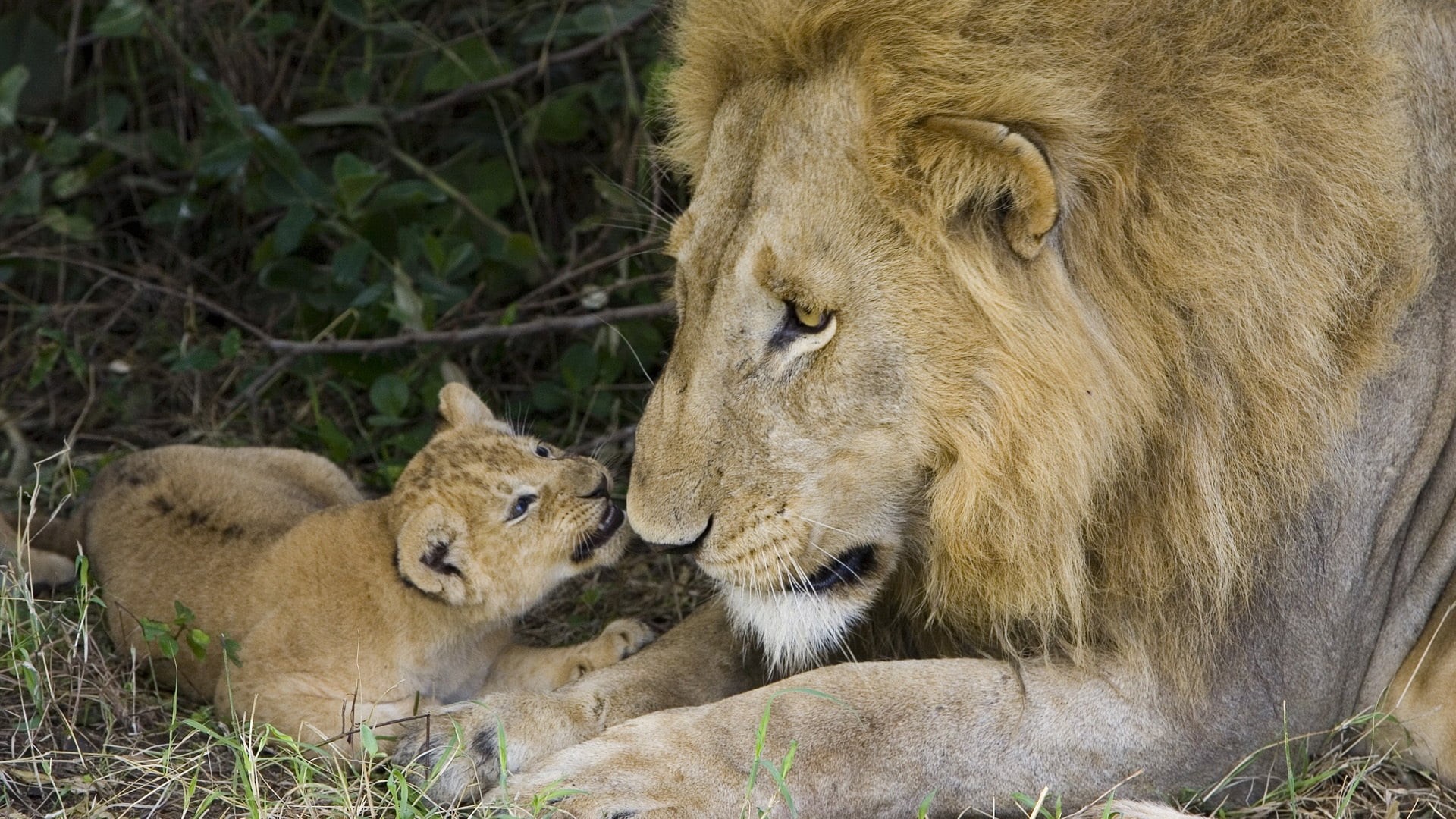 fur, masai Mara National Reserve, tanzania, plain, day, safari, no People, animal, big Cat, africa, mammal, outdoors, wilderness Area, lioness, feline, HD Wallpaper