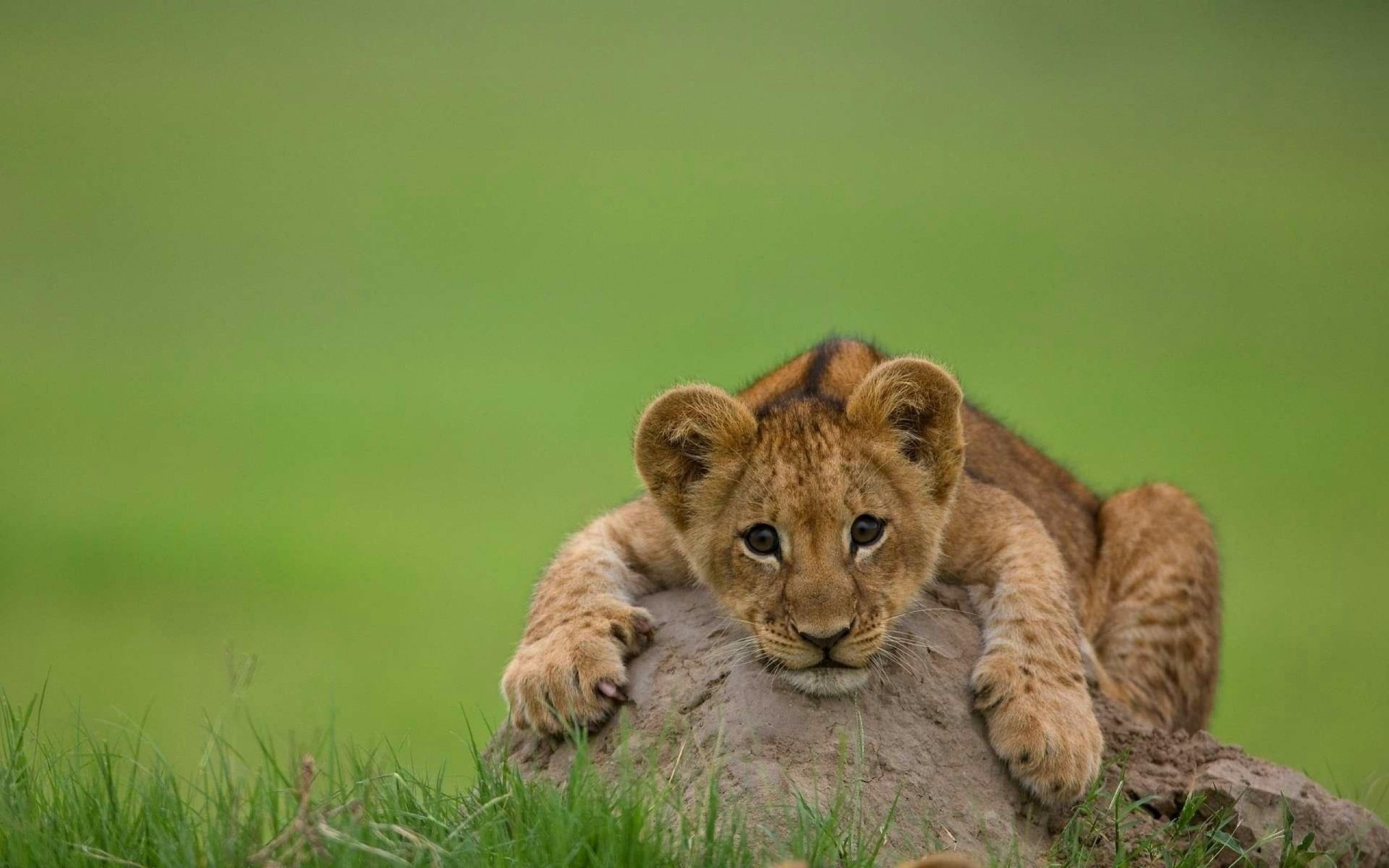 lying Down, fur, one animal, young Animal, large, savannah, wilderness Area, danger, stone, lion Cub, feline, lying, masai Mara National Reserve, whisker, HD Wallpaper