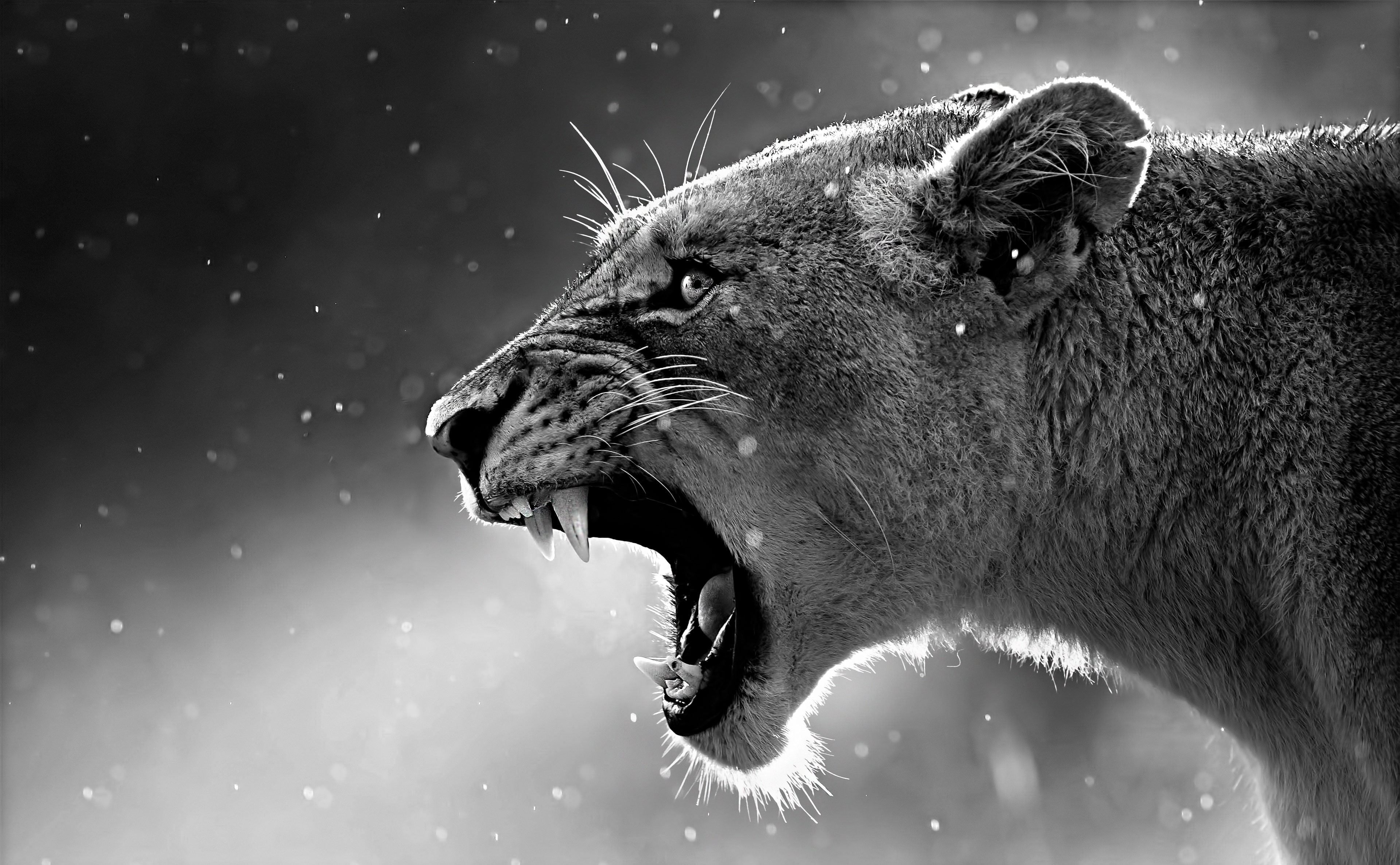 anger, close-up, gray, mammal, lioness, day, aggression, animal head, vertebrate, feline, animals in the wild, animal mouth, lion - feline, no people, animal wildlife, HD Wallpaper