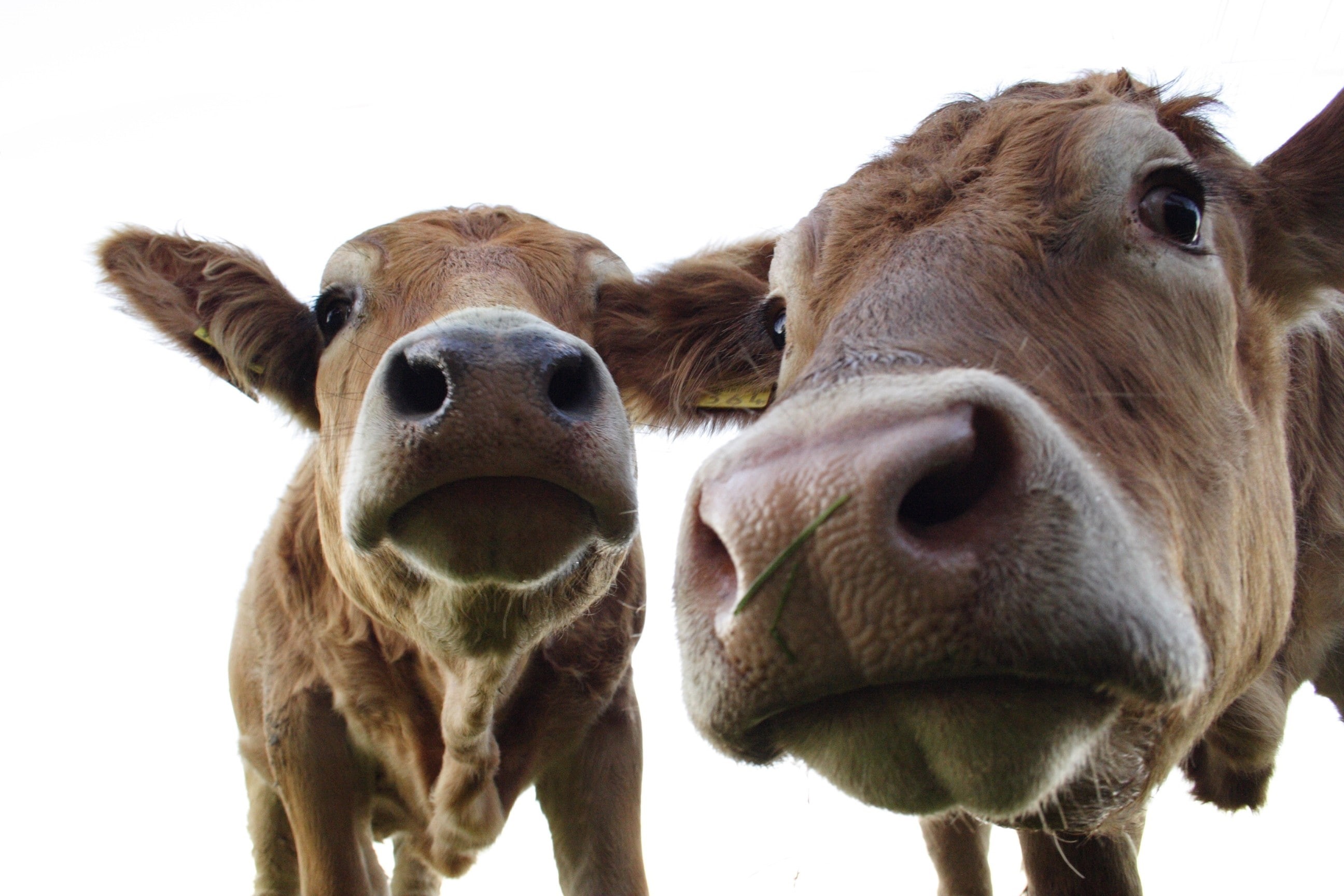 animals, 2K, cow, HD Wallpaper