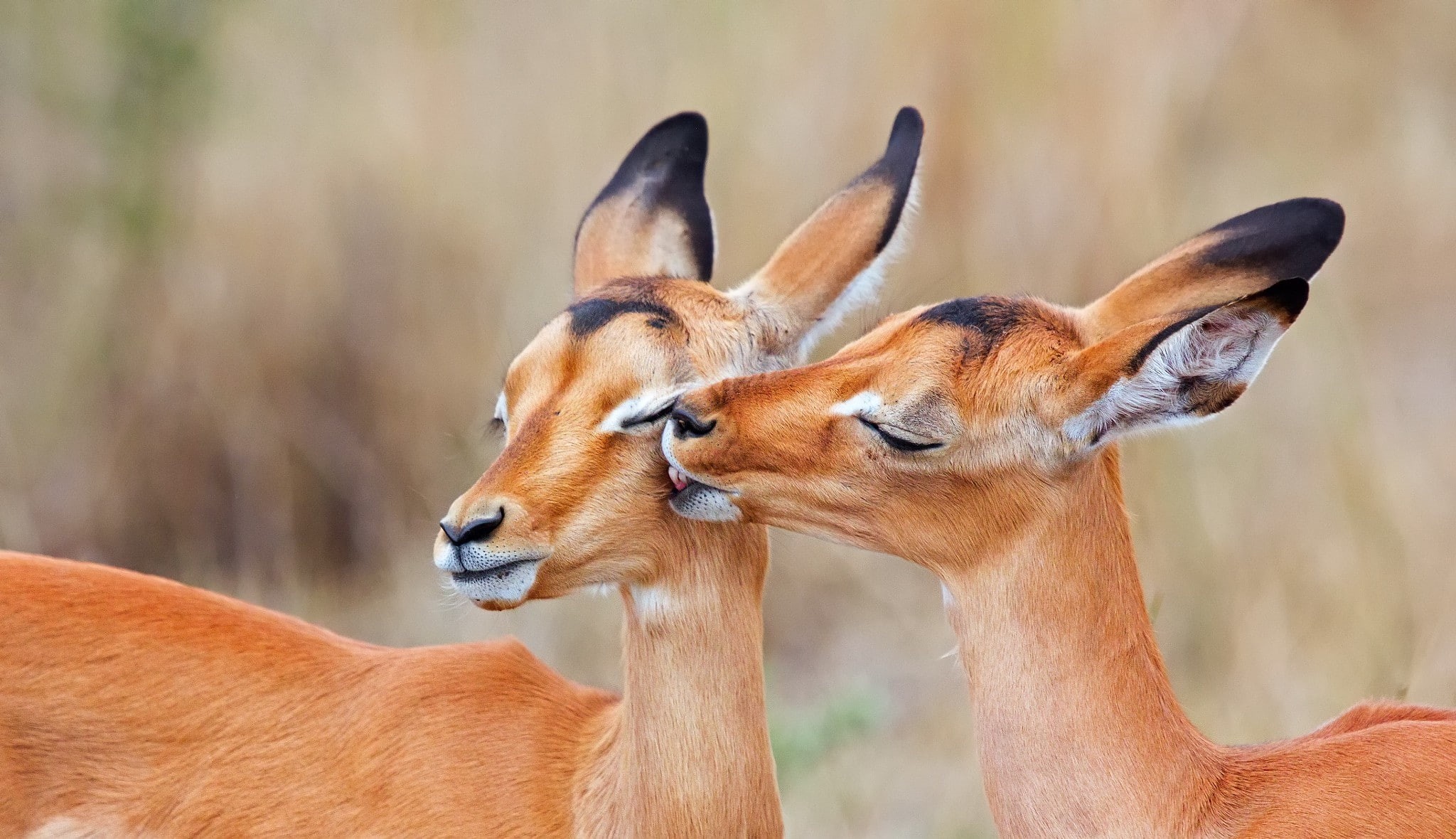 antelope, kiss, two, South Africa, impala, 1080P, HD Wallpaper