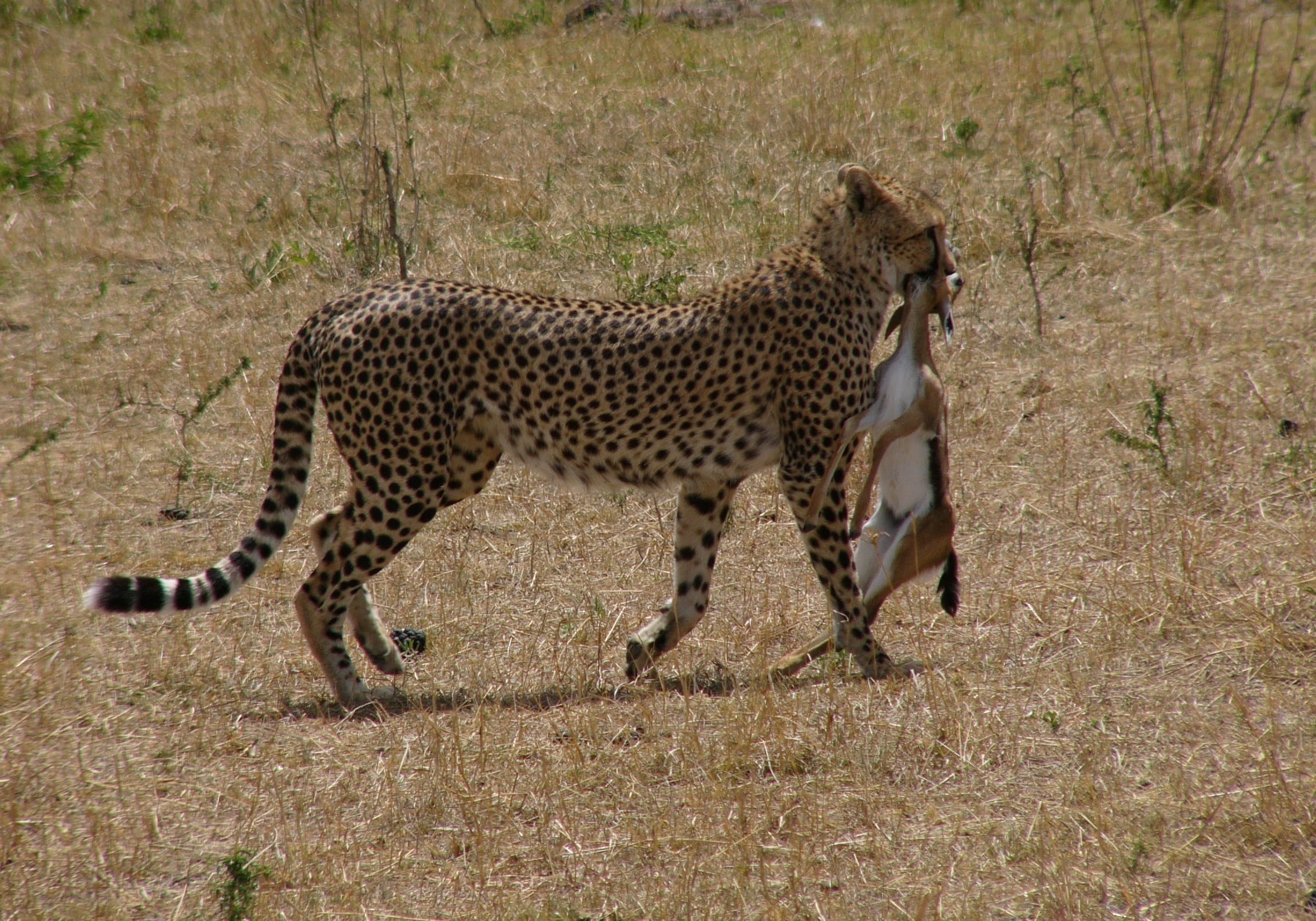 daytime, cat, deer, grass, plain, field, dragging, hunting, outdoors, wildlife Reserve, spotted, serengeti National Park, african Cheetah, nature, prey, HD Wallpaper