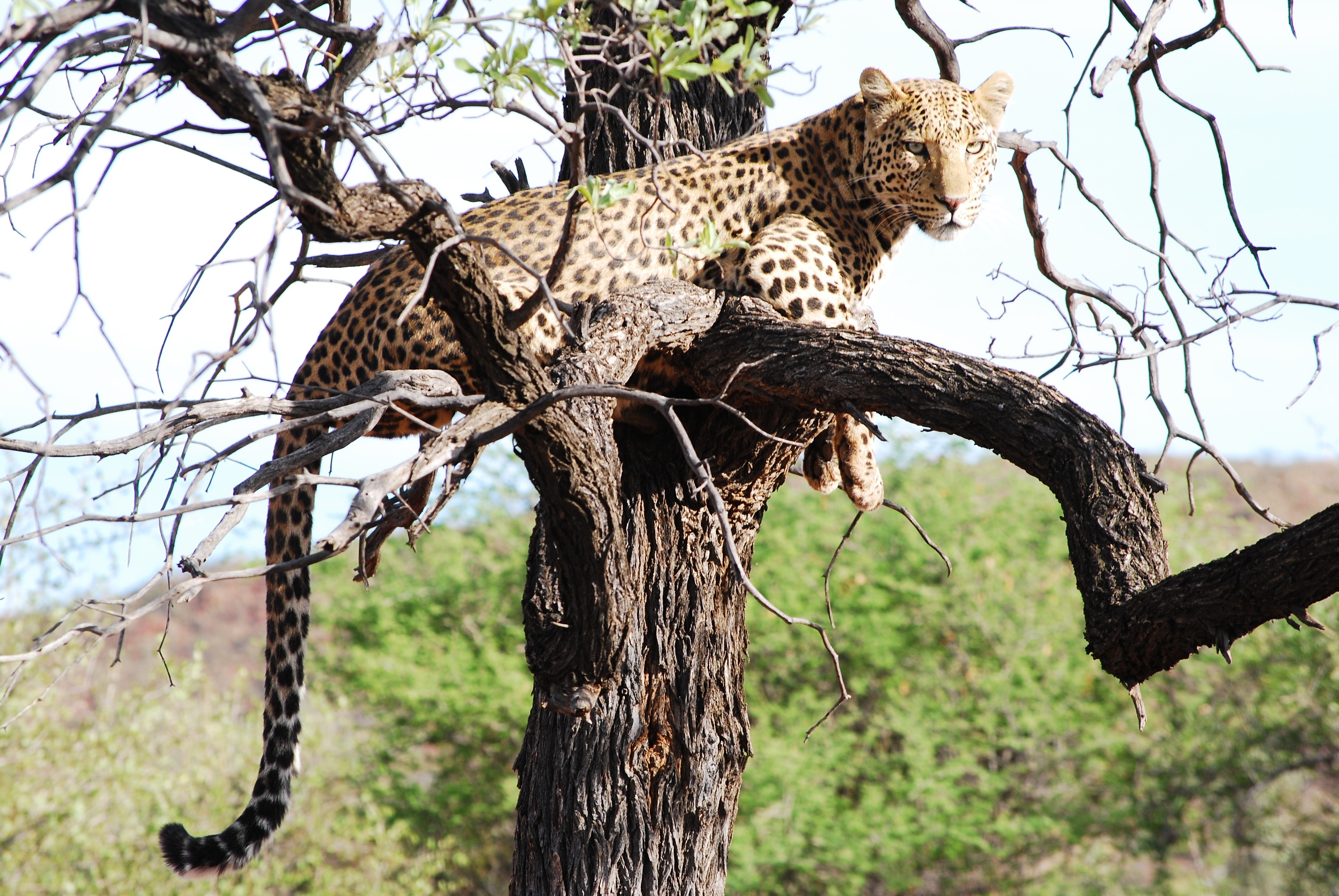 kenya, plant, big Cat, wilderness Area, trunk, serengeti National Park, feline, tanzania, no people, 4K, elegance, cat, masai Mara National Reserve, branch, HD Wallpaper