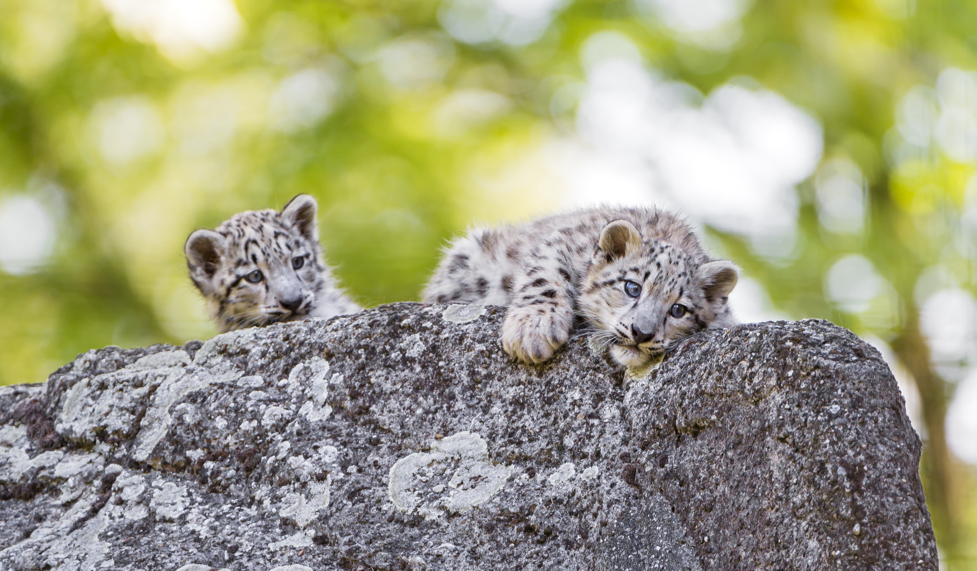 rock, feline, nikon  d4, outdoors, 4K, bokeh, wildlife, carnivore, snow leopard, switzerland, large, brown, black, wild  cat, basel  zoo, black stone, HD Wallpaper