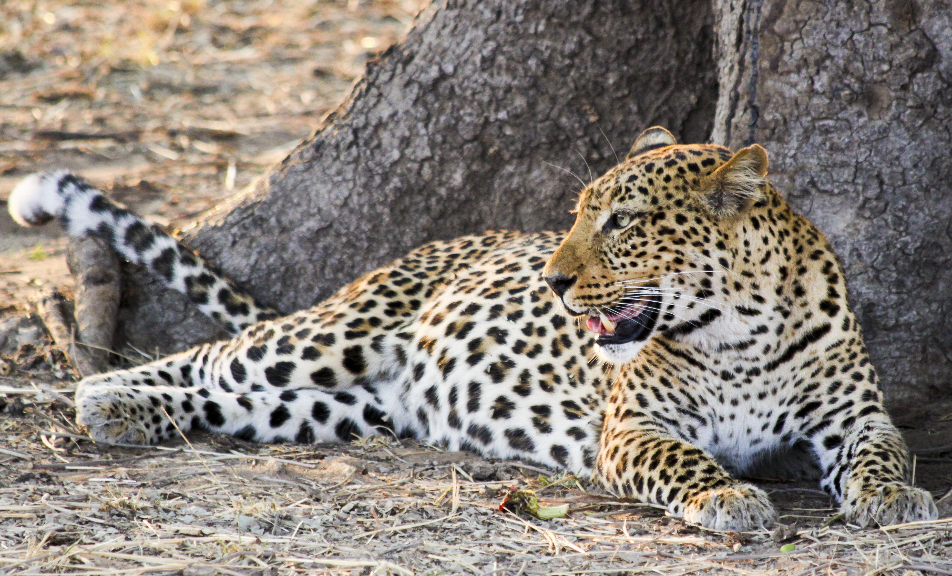 white, cat, undomesticated Cat, carnivore, animal markings, animal themes, carnivora, fauna, africa, safari Animals, wildlife, animals In The Wild, safari, HD Wallpaper