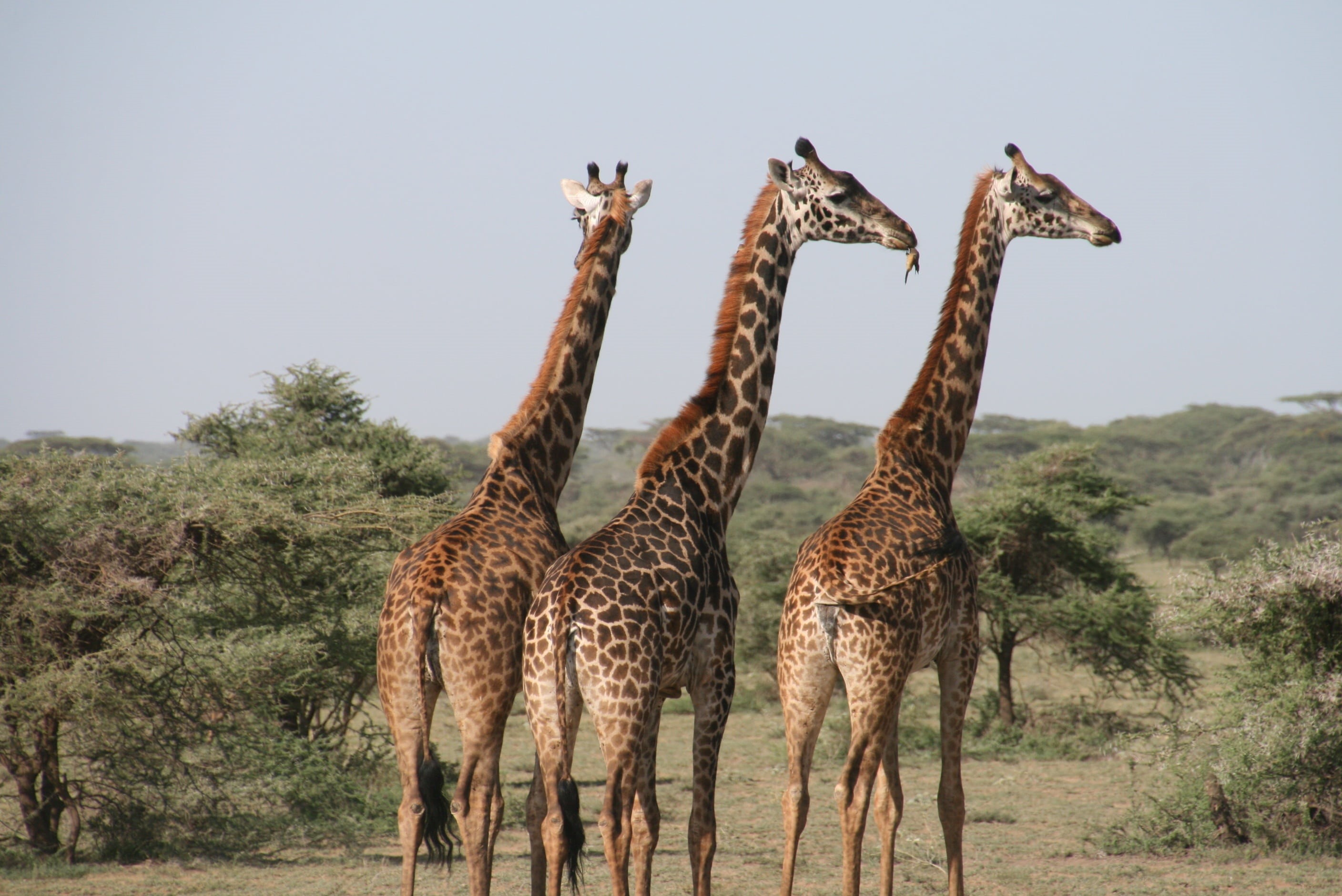 clear sky, plant, three, no people, savannah, two animals, wild, tall - high, national Park, sky, plain, animal themes, vertebrate, safari, environment, HD Wallpaper