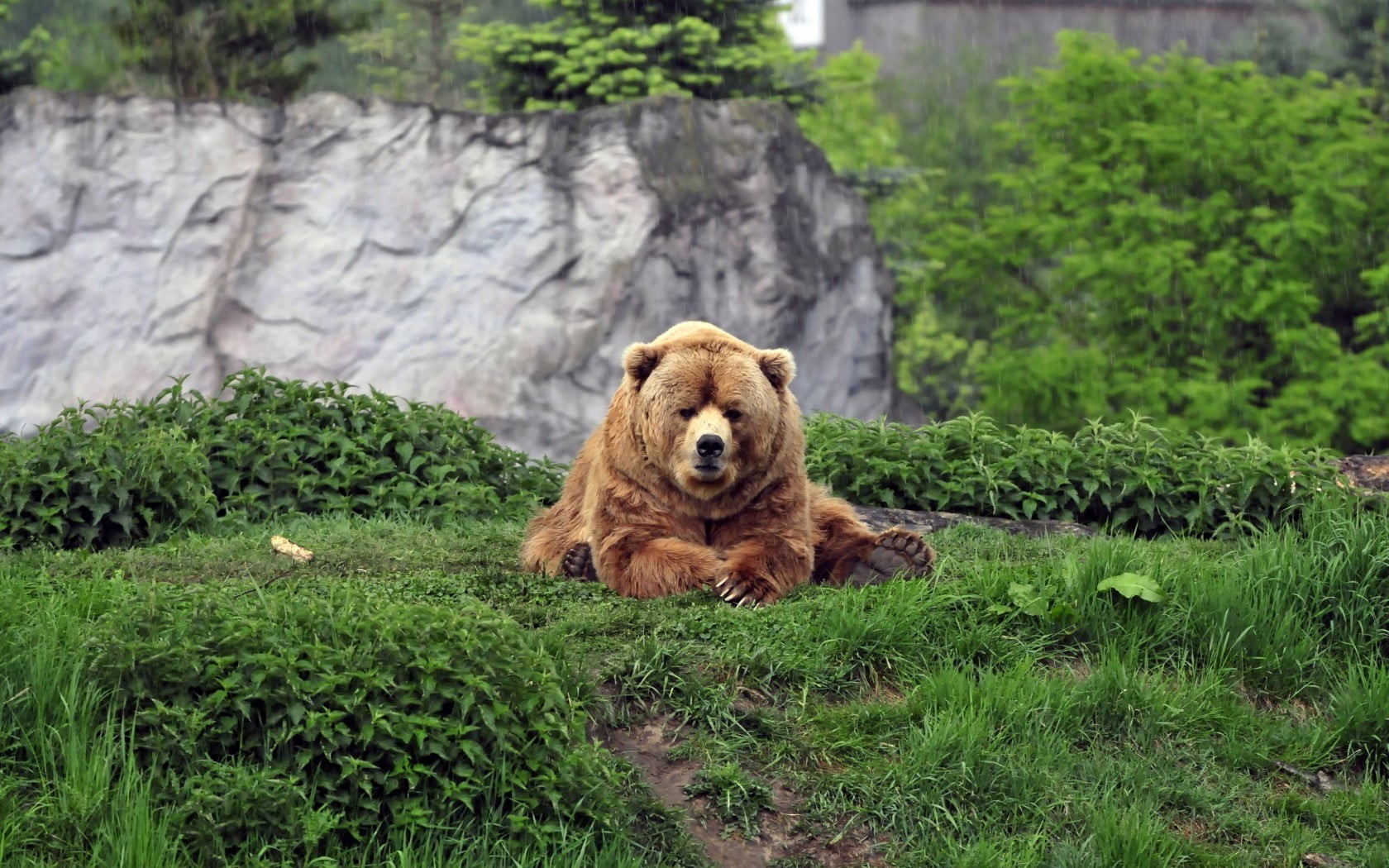 field, relaxation, green color, bear, nature, animals in the wild, grass, 720P, animal themes, day, bears, plant, animals, animal wildlife, brown, pets, HD Wallpaper