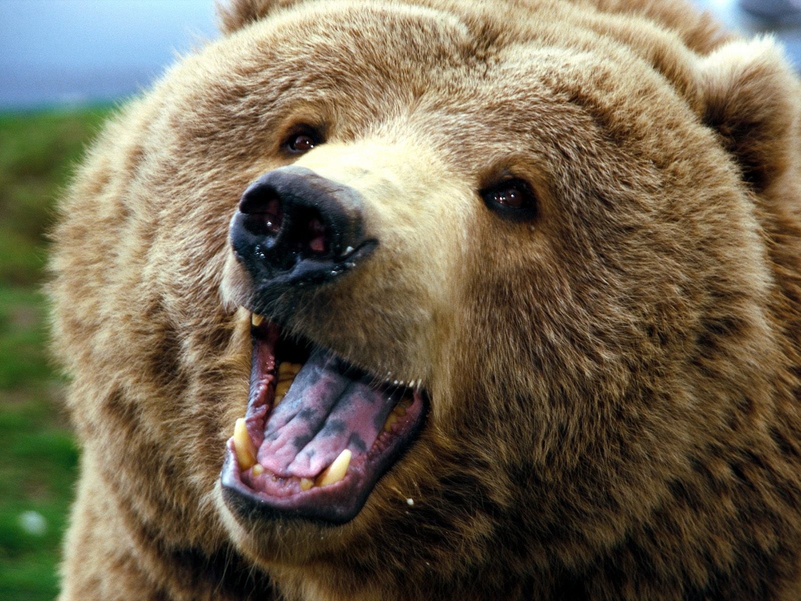 animal teeth, no people, animal wildlife, focus on foreground, animal head, bear, snarling, animal body part, animals, mouth open, mammal, animal themes, HD Wallpaper