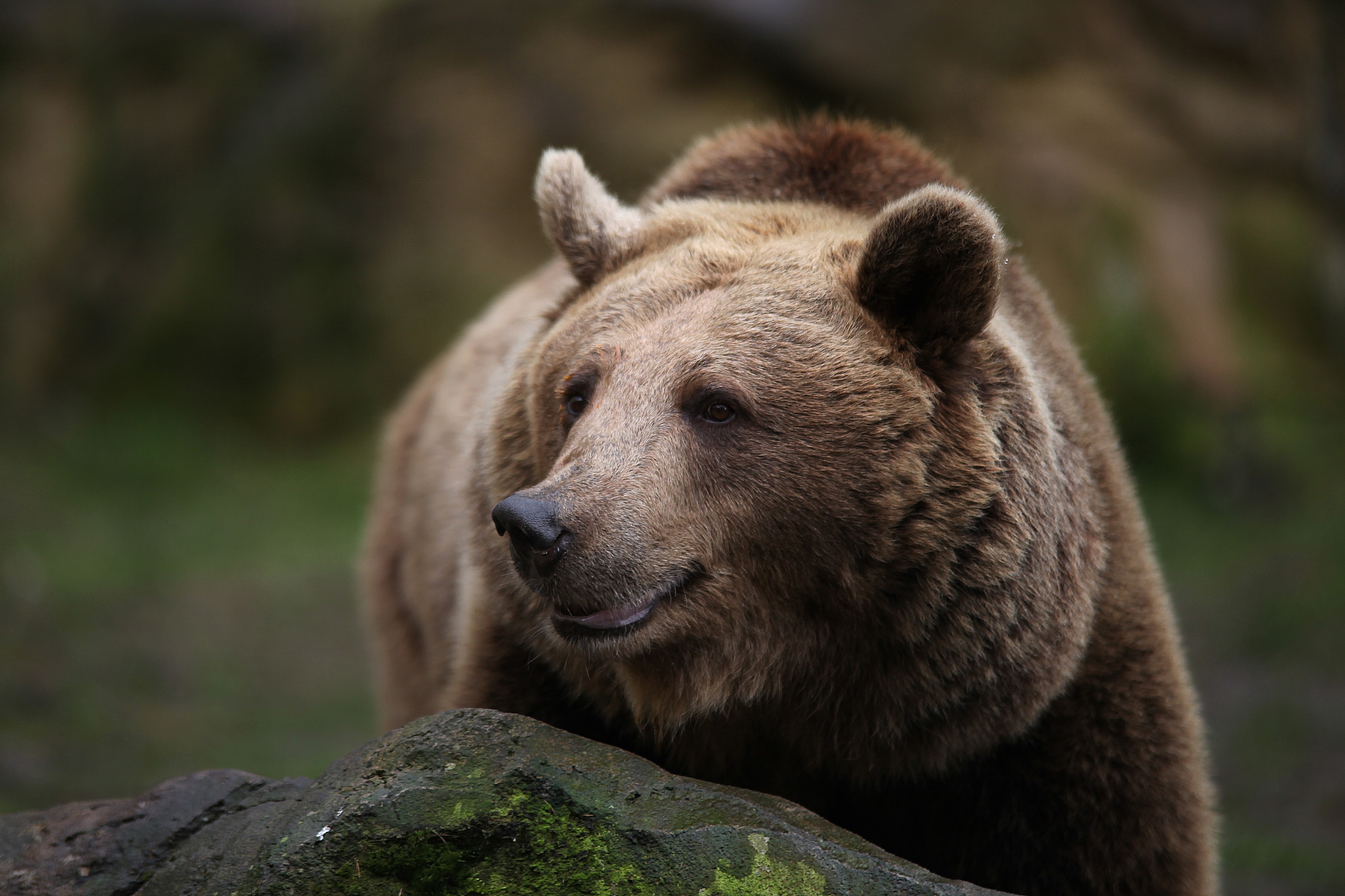 brown, vertebrate, animal wildlife, nature, one animal, animal, looking, rock, bears, animals, no people, snout, animal themes, day, focus on foreground, HD Wallpaper