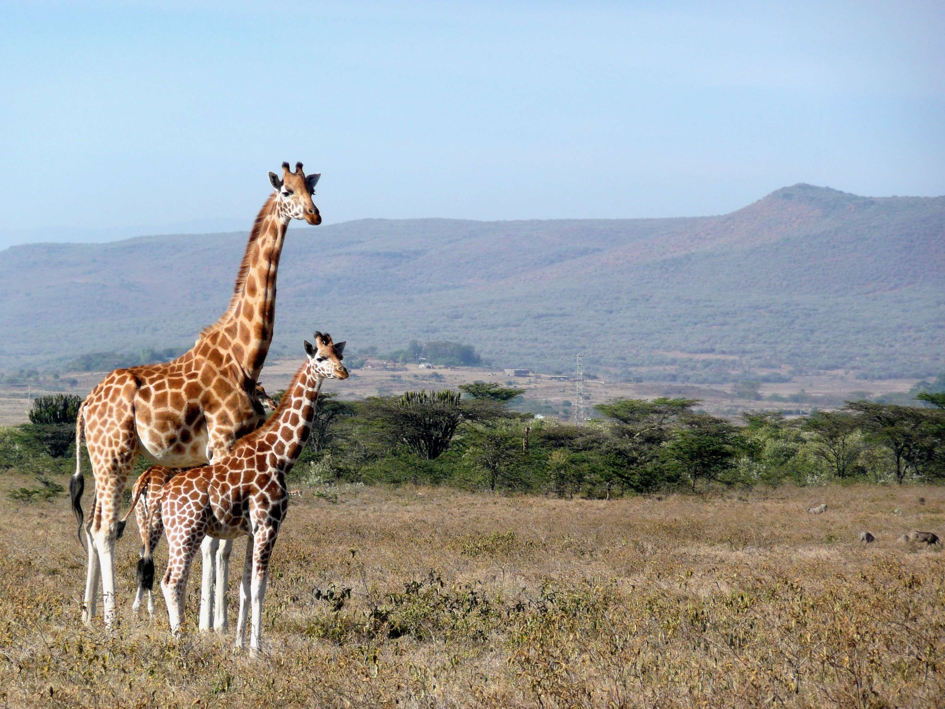 animal family, neck, sky, 2K, mountain, wilderness, animal neck, animal, land, park, wild, arid climate, herbivorous, day, reserve, kigio, environment, HD Wallpaper