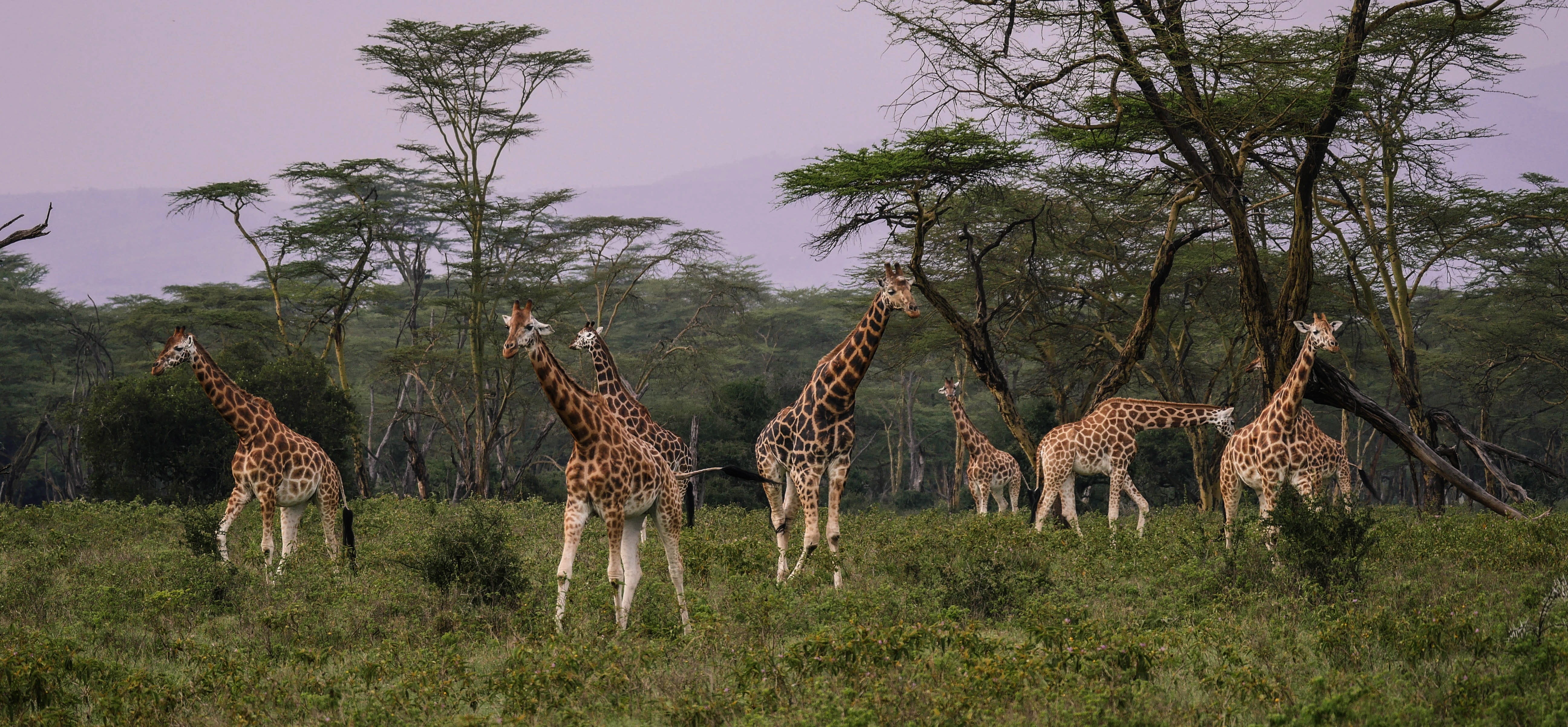 herd, herbivorous, vertebrate, lake nakuru, africa, no people, mammal, large, national park, 5K, tourism, plant, sky, group, meal, nature, animal themes, HD Wallpaper