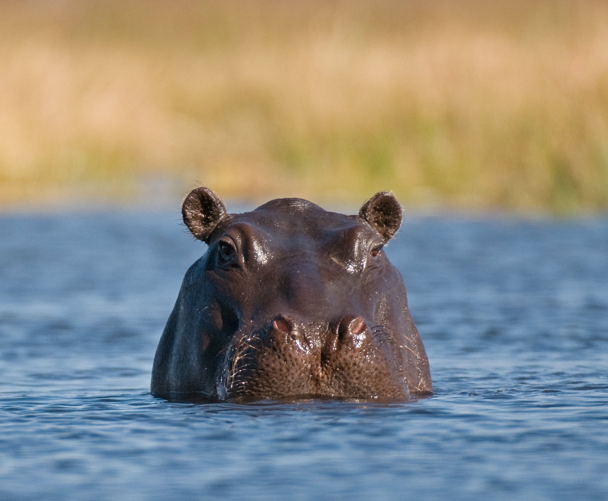 Safari, wildlife, time, pool, dangerous, nature, animals In The Wild, water, safari Animals, animal, 1080P, close  up, wildlife Reserve, mammal, Hippopotamus, HD Wallpaper