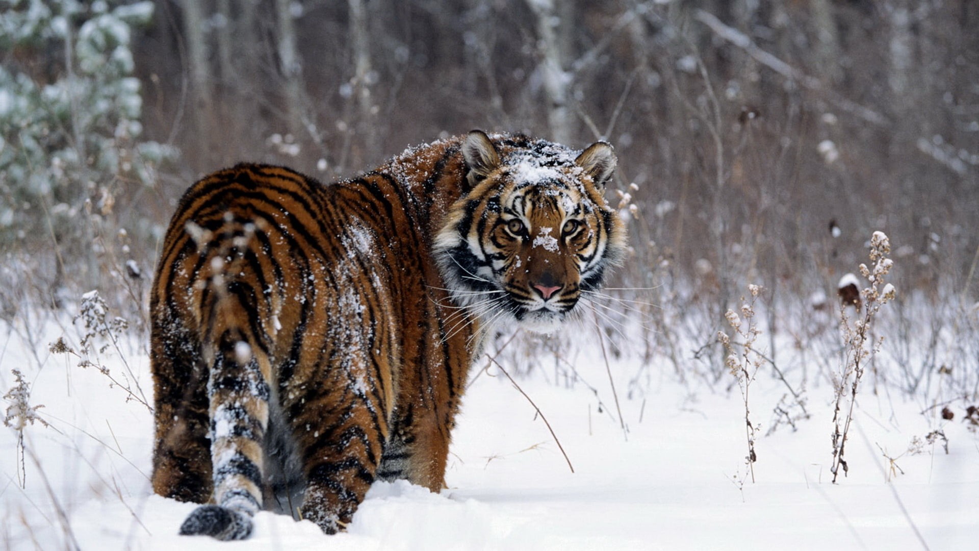animals, brown, feline, cat, vertebrate, one animal, animal themes, no people, tiger, winter, big cats, snowing, tree, animals in the wild, looking back, HD Wallpaper