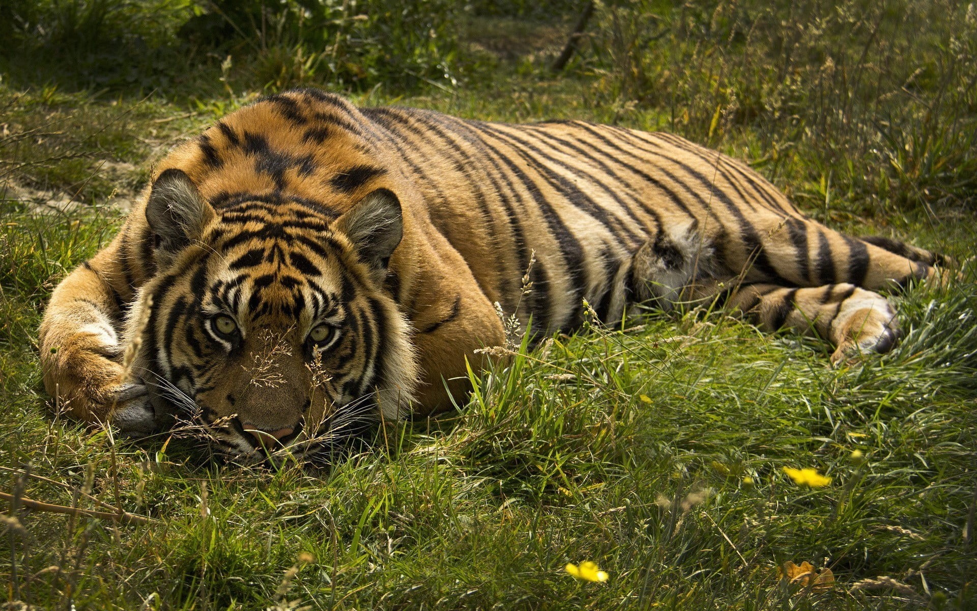 mammal, 1080P, day, no people, striped, grass, feline, tiger, land, group of animals, animal themes, animals in the wild, big cat, animal, plant, cat, HD Wallpaper