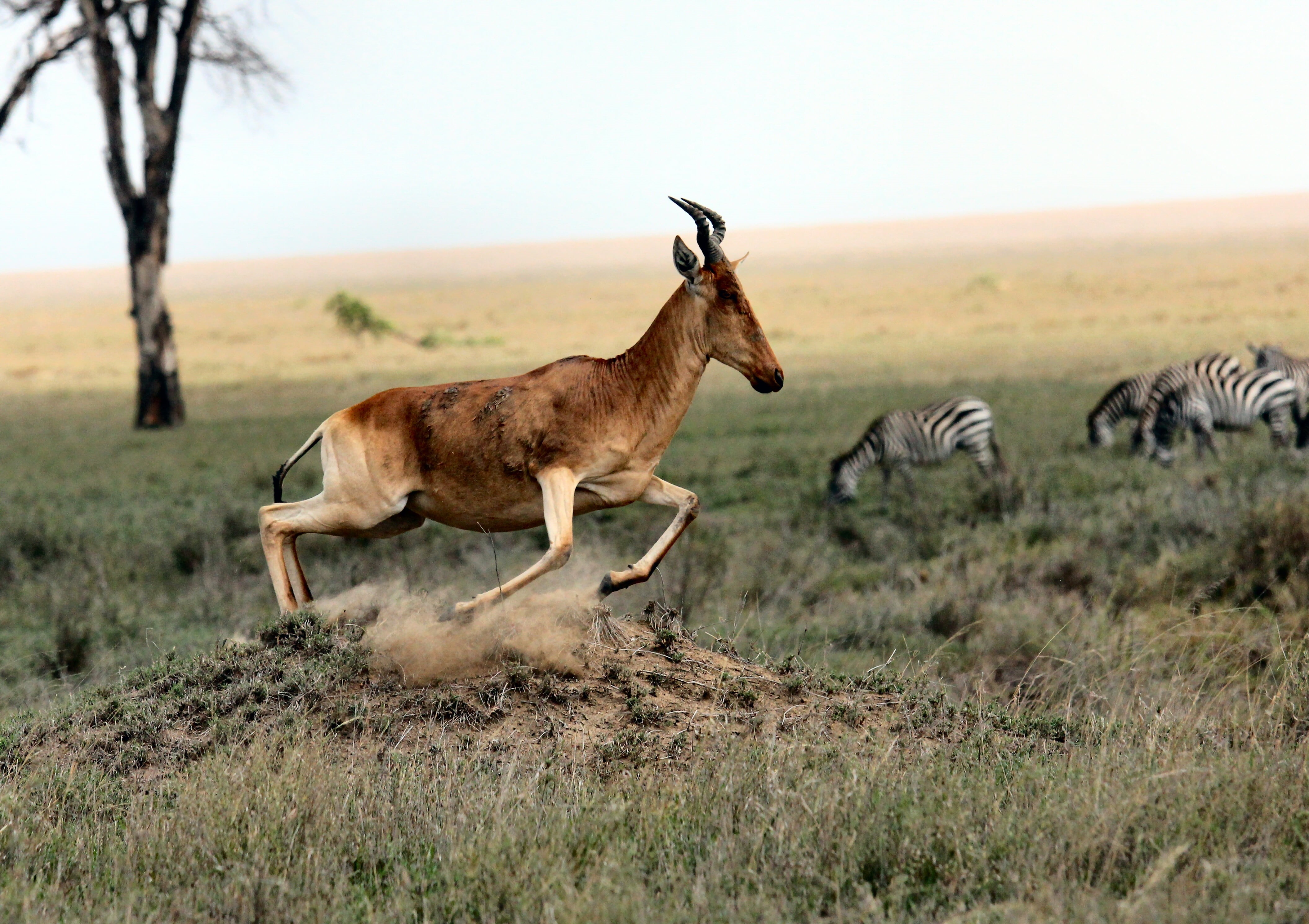 savannah, animal wildlife, national Park, domestic animals, herd, leaves, wildlife Reserve, tanzania, herbivorous, animals In The Wild, outdoors, landscape, HD Wallpaper