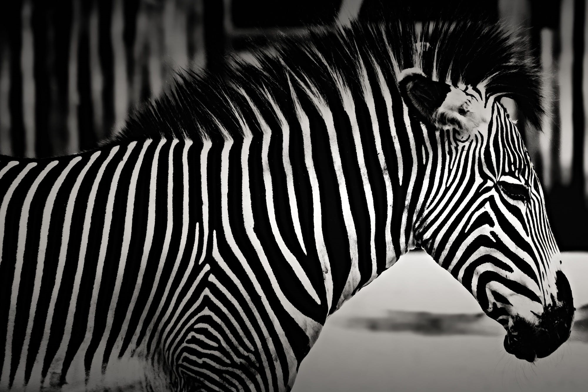 animals In The Wild, plain, striped, black Color, africa, white, horse Family, animal markings, animal, outdoors, mouth open, natural pattern, one animal, HD Wallpaper