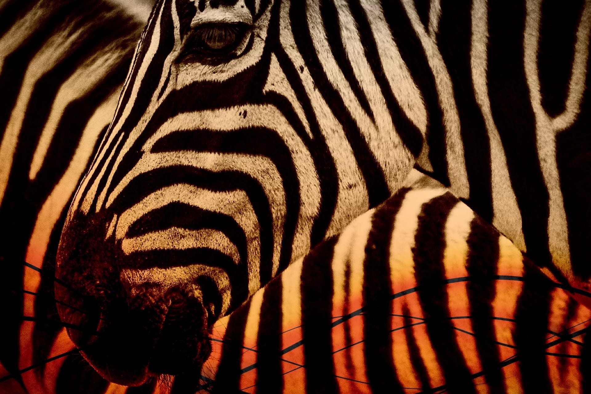 photo, day, herbivorous, pattern, herd, Animal, animal family, black, group of animals, Africa, fauna, kenya, plains Zebra, animal themes, 1080P, no people, HD Wallpaper
