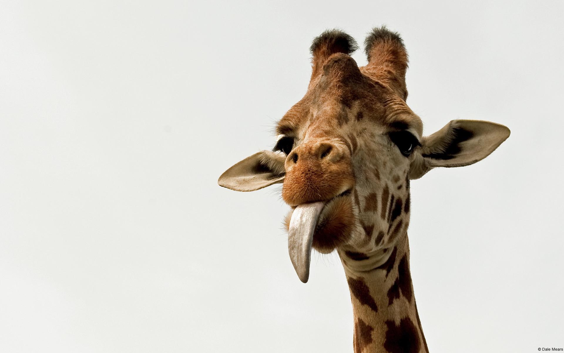 funny, giraffes, africa, 1080P, cute, tongue, giraffe, HD Wallpaper