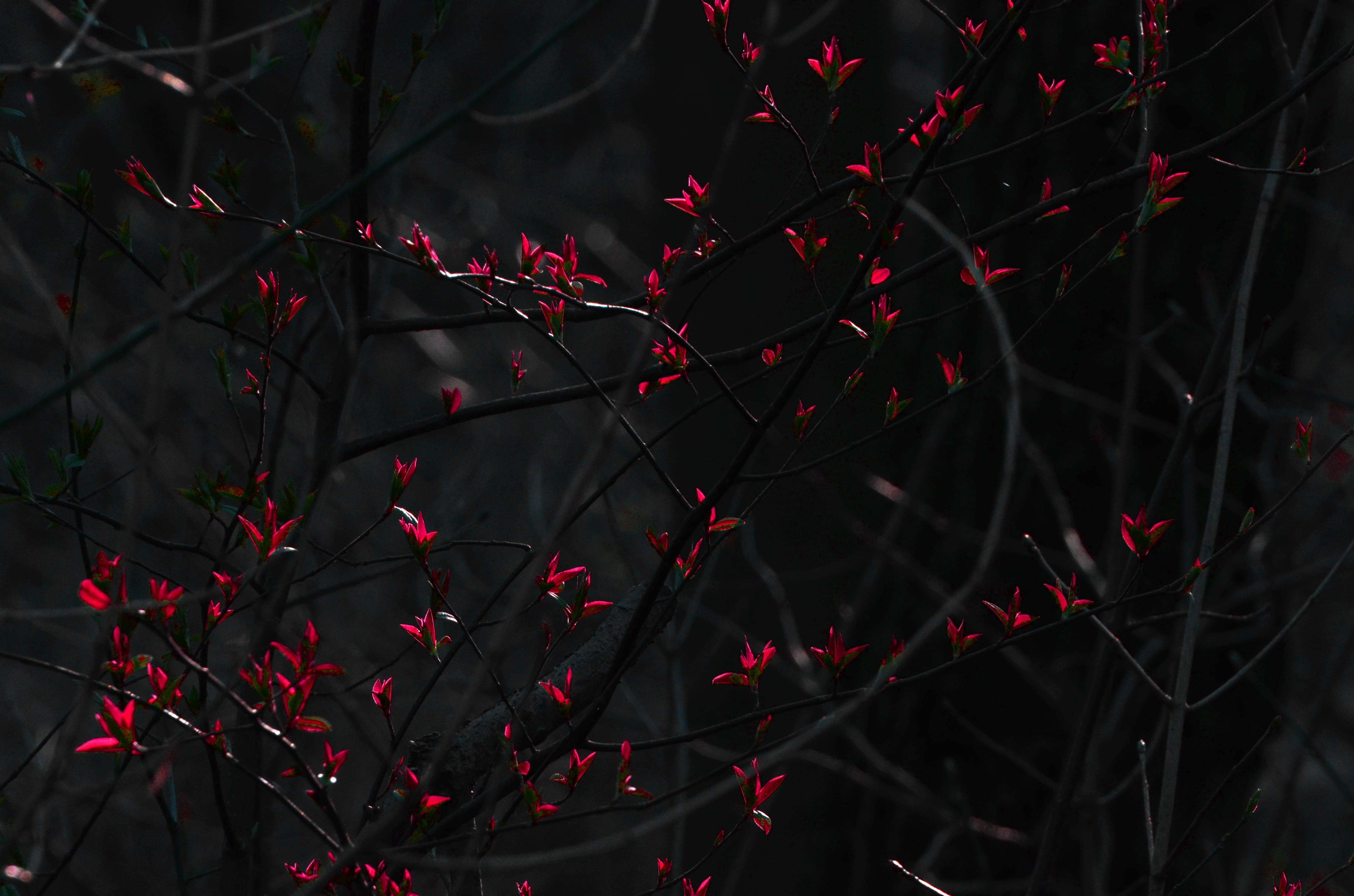 animal, flower, ornament, embroidery, plant part, velvet, petaled, tree, art, beauty in nature, branch, texture, full frame, change, growth, fruit, outdoors, HD Wallpaper
