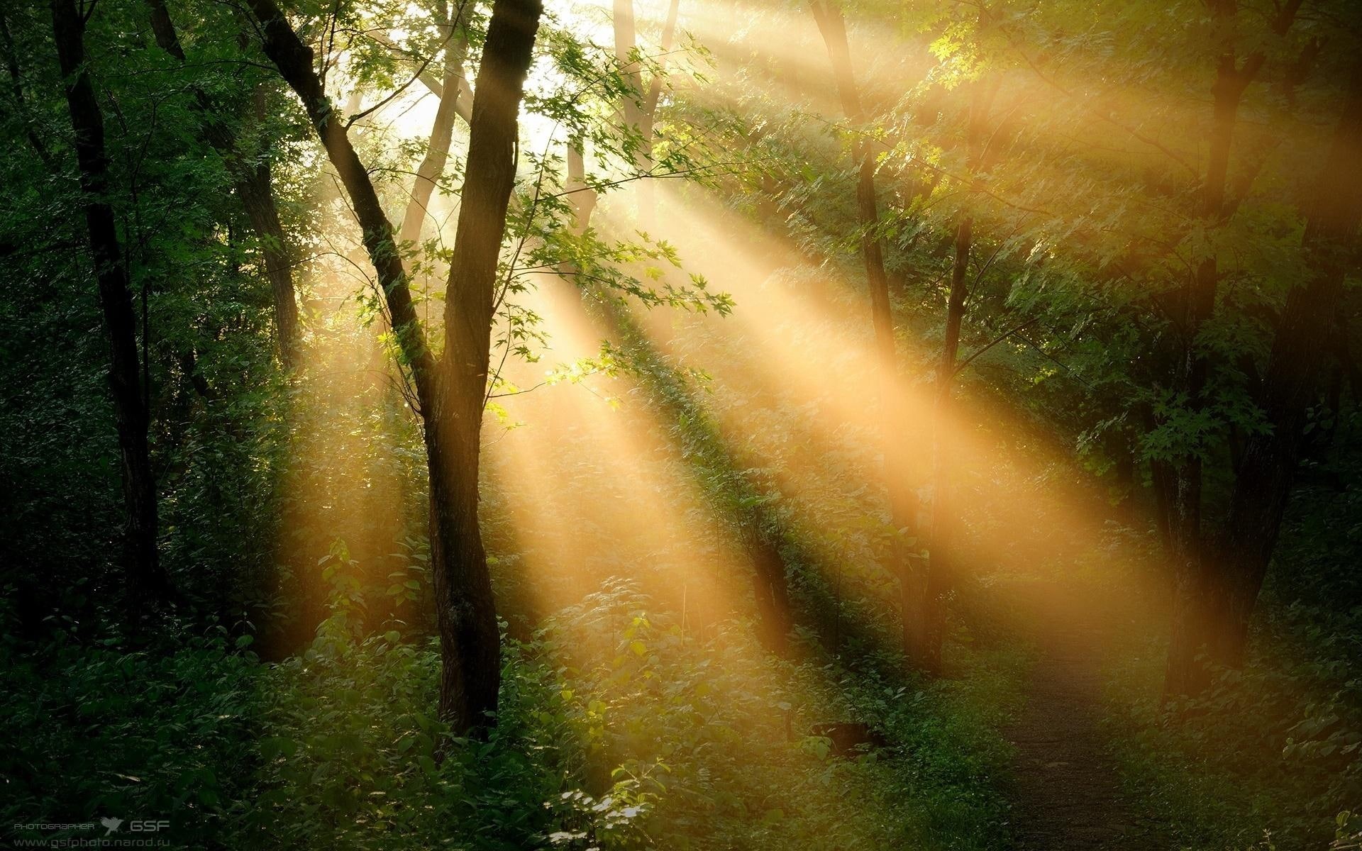 trees, sunlight, sunbeam, sun rays, 1080P, nature, nature and lands, beautiful, path, forest, peaceful, leaves, HD Wallpaper