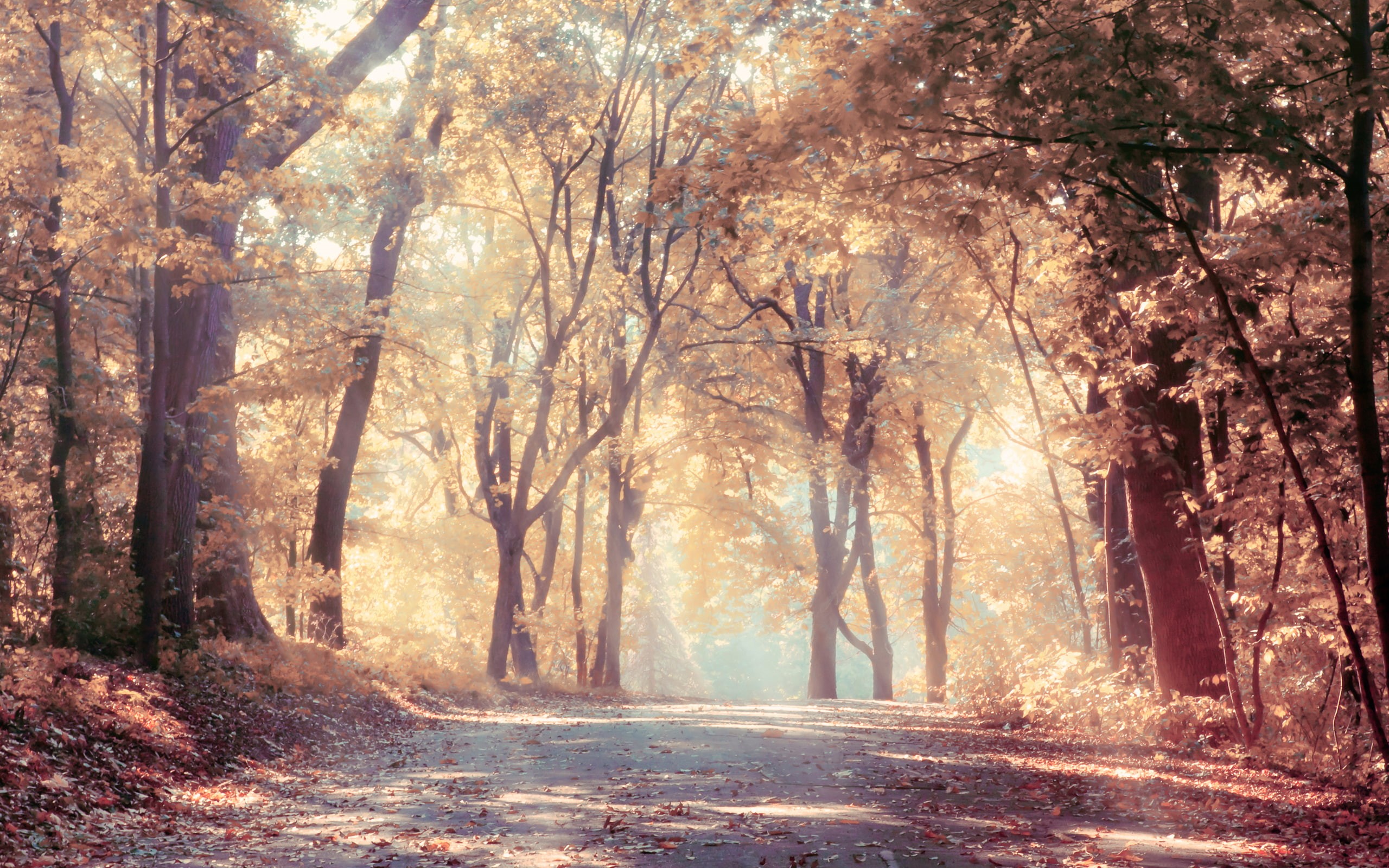 sunbeams, road, leaves, nature, autumn, landscape, trees, 2K, beautiful, HD Wallpaper