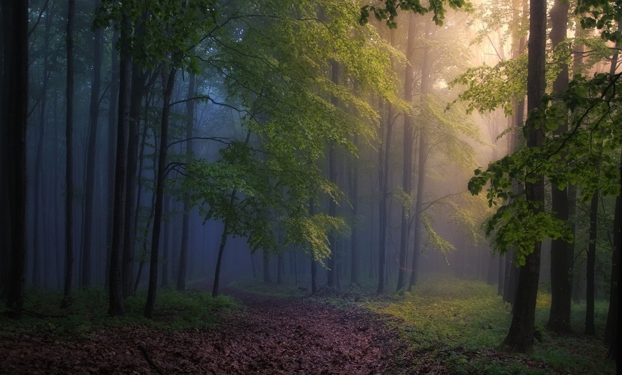 sunlight, beauty in nature, environment, land, trees, bamboo - plant, tree, landscape, outdoors, the way forward, morning, path, treelined, tranquil scene, HD Wallpaper